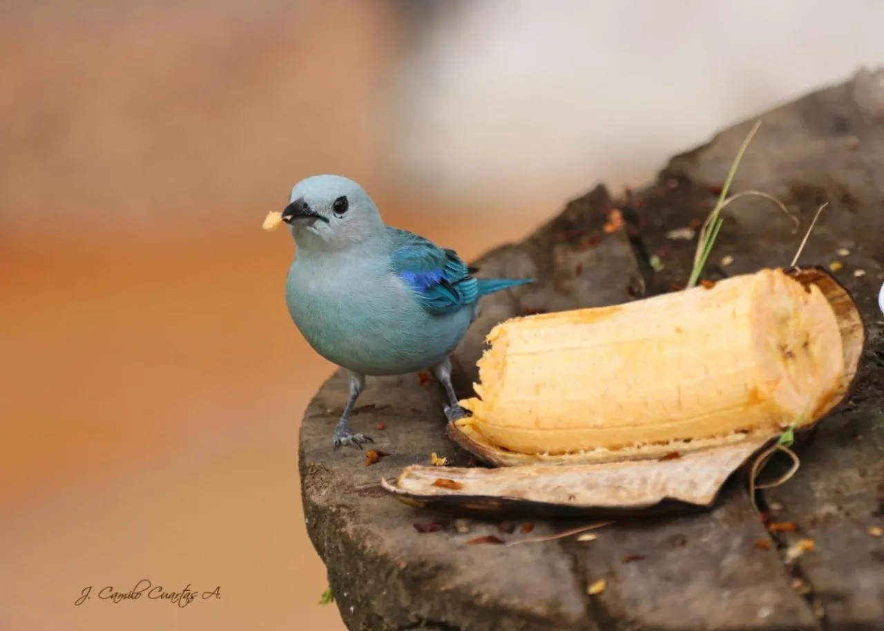 Animals in Villa Juana Hotel
