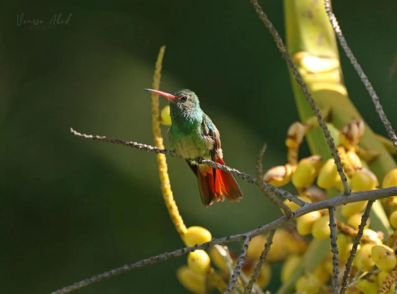 Garden view in Villa Juana Hotel
