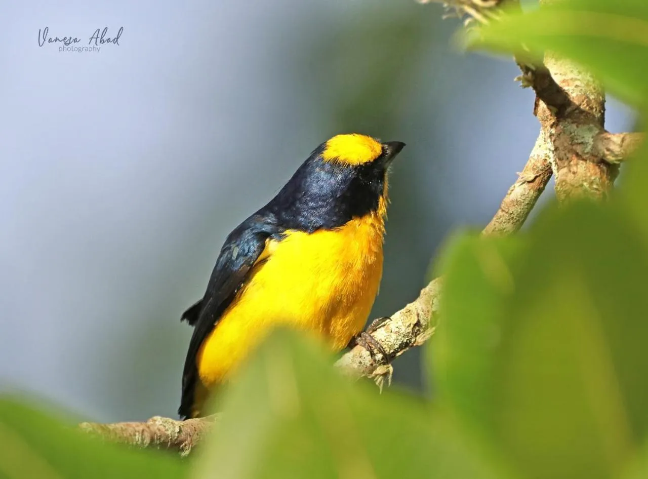 Garden view in Villa Juana Hotel
