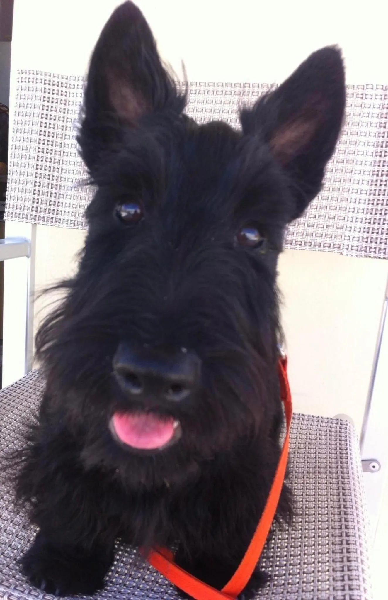 Pets in Hotel Stella Alpina