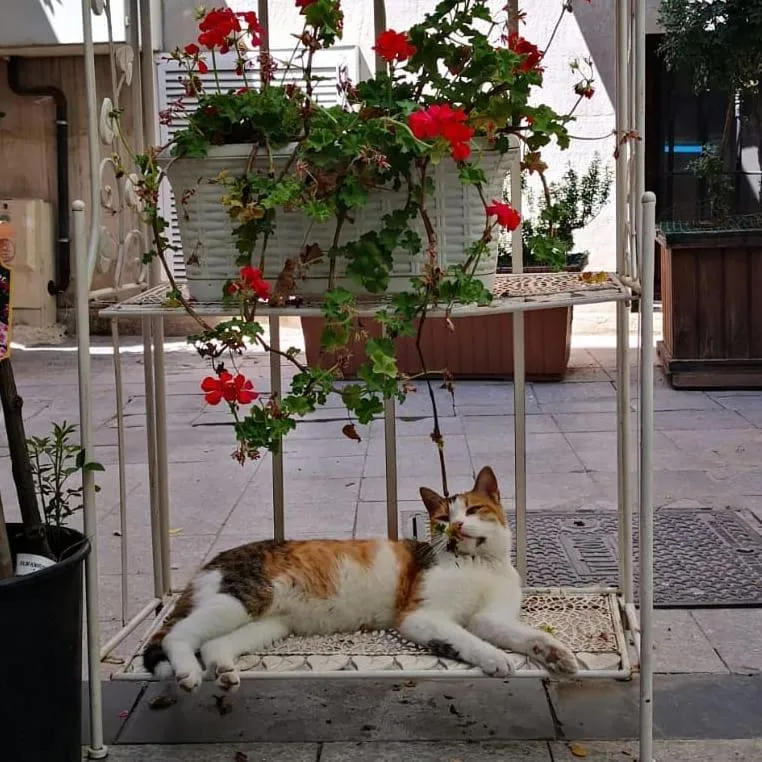 Quiet street view in Gafa Garden Hostel & Apartments - Great Location