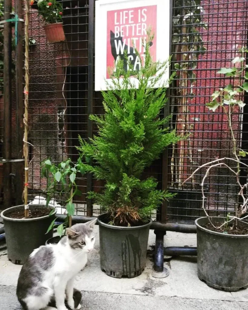 Quiet street view in Gafa Garden Hostel & Apartments - Great Location