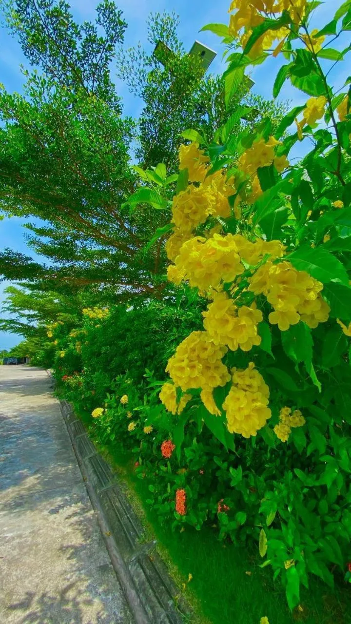 Garden in Damnak Borey Resort