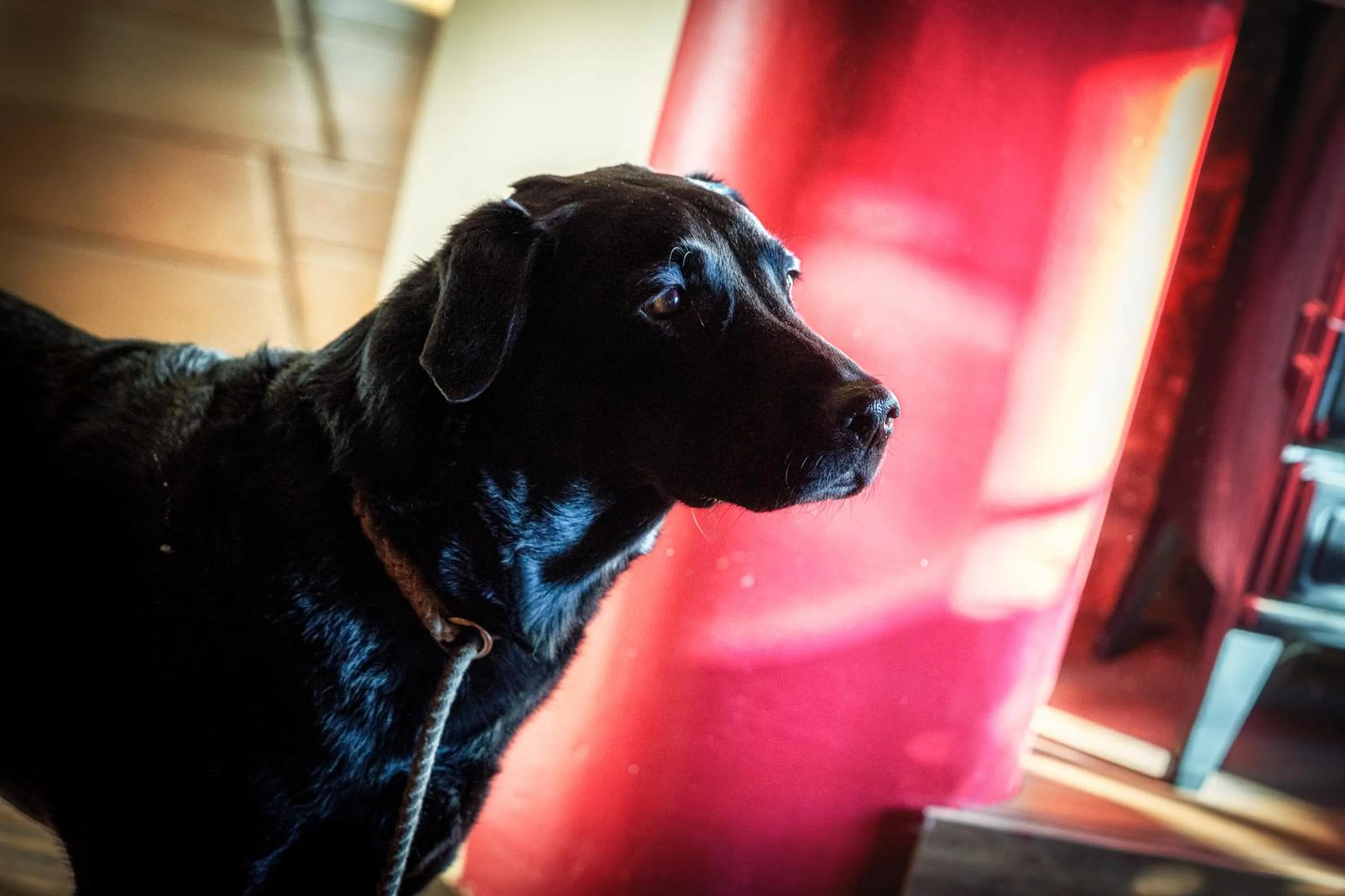 Pets in The Chilterns Fox