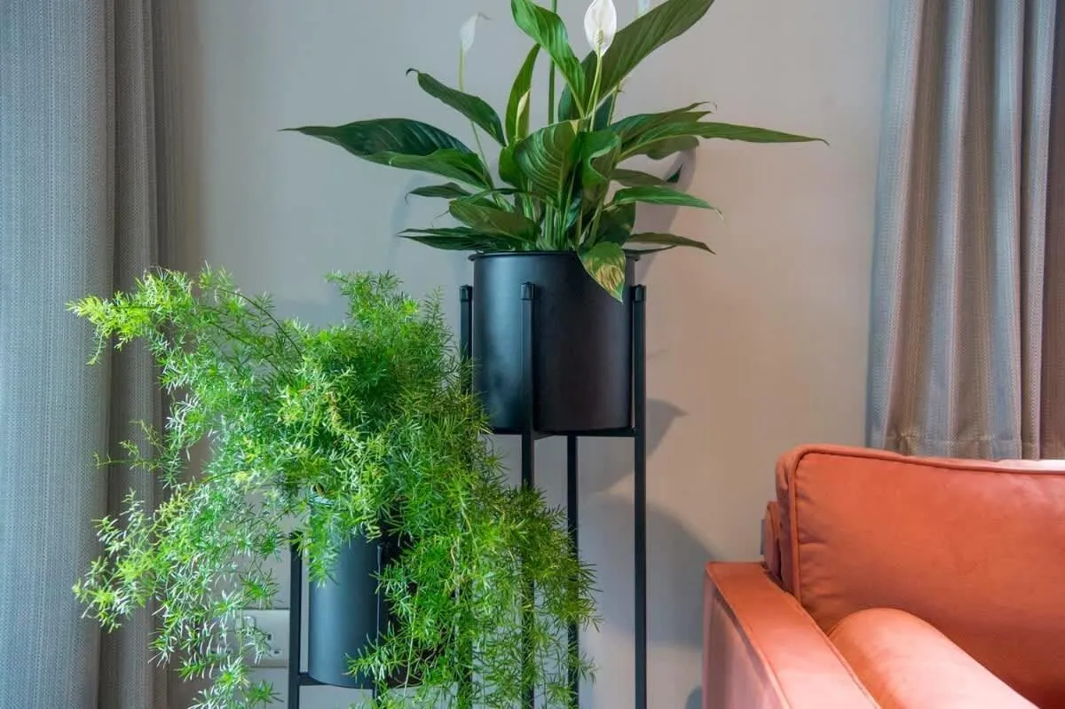 The Quadrant - The Botanical Suite