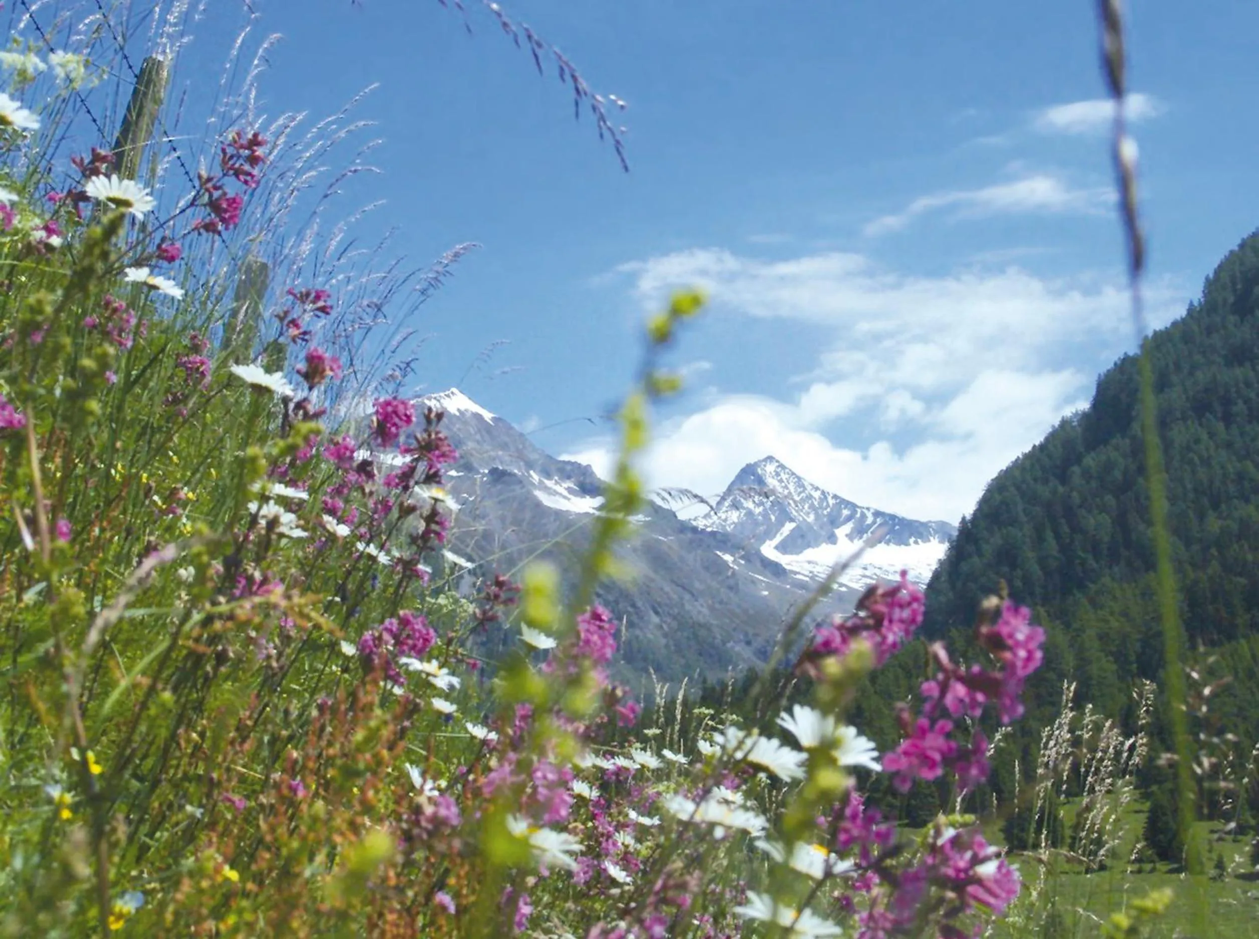 Spring in Apartments Hohenberger Mallnitz - Mein Platz in den Bergen!