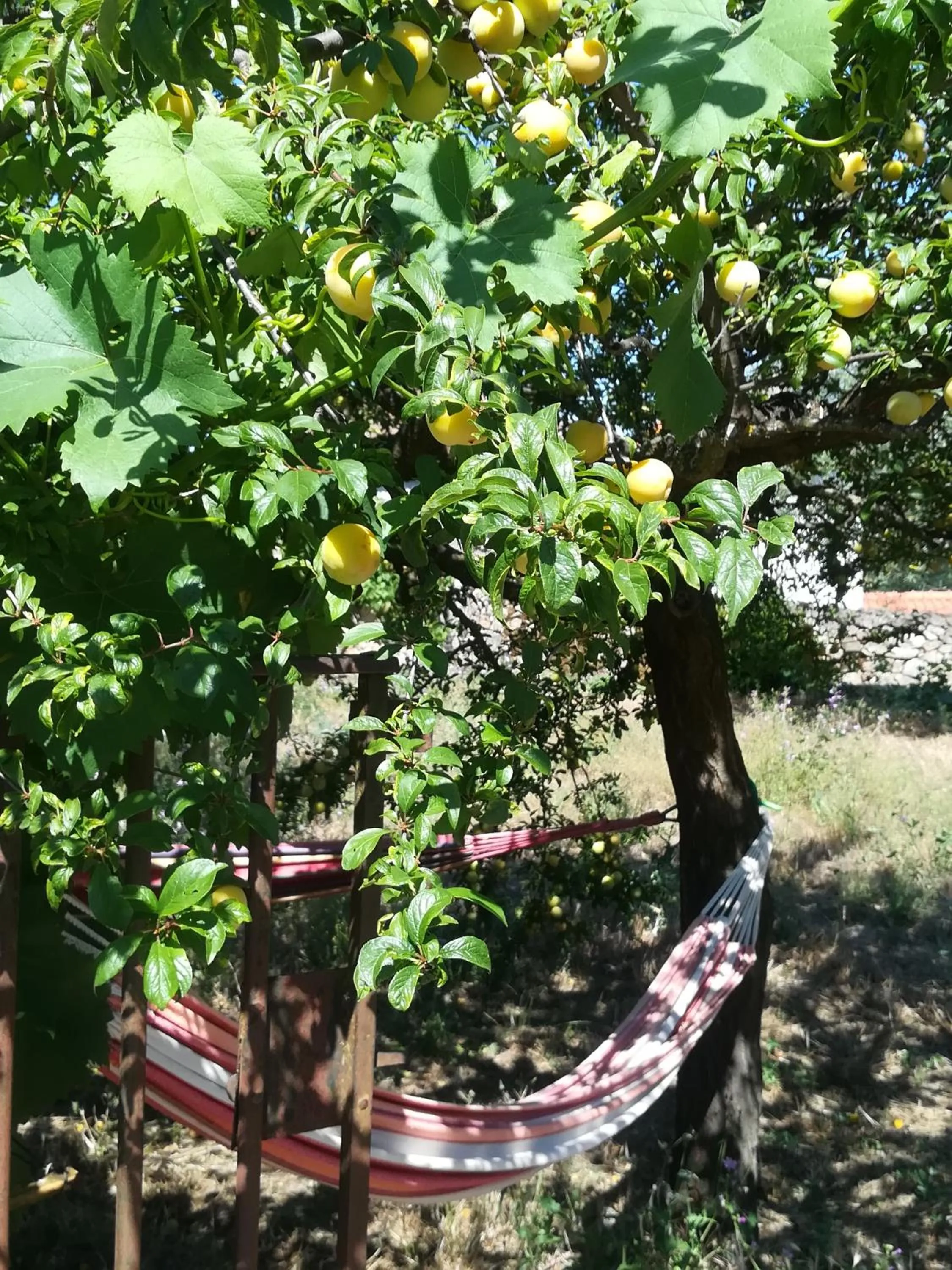 Garden in Solar dos Carvalhos