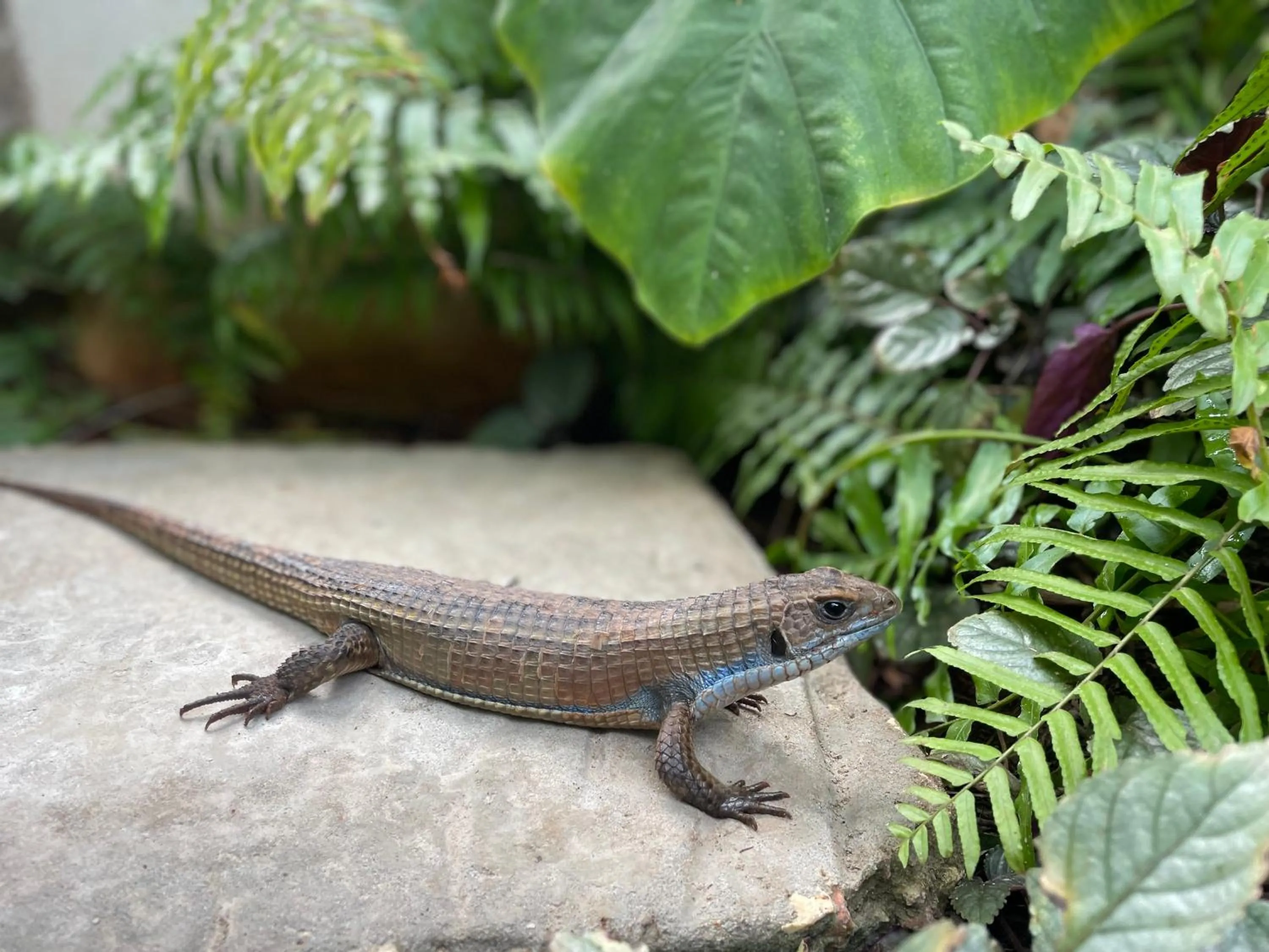 Animals in Gaia Villas