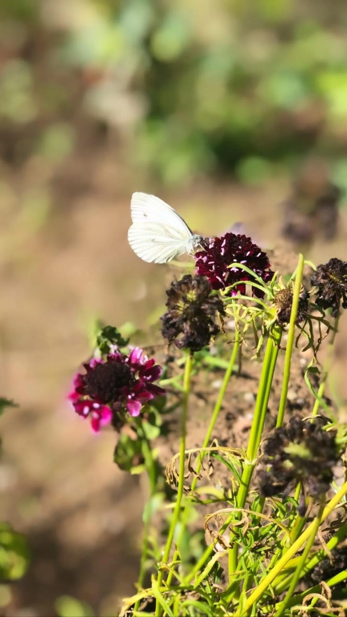Garden in Die Talmühle