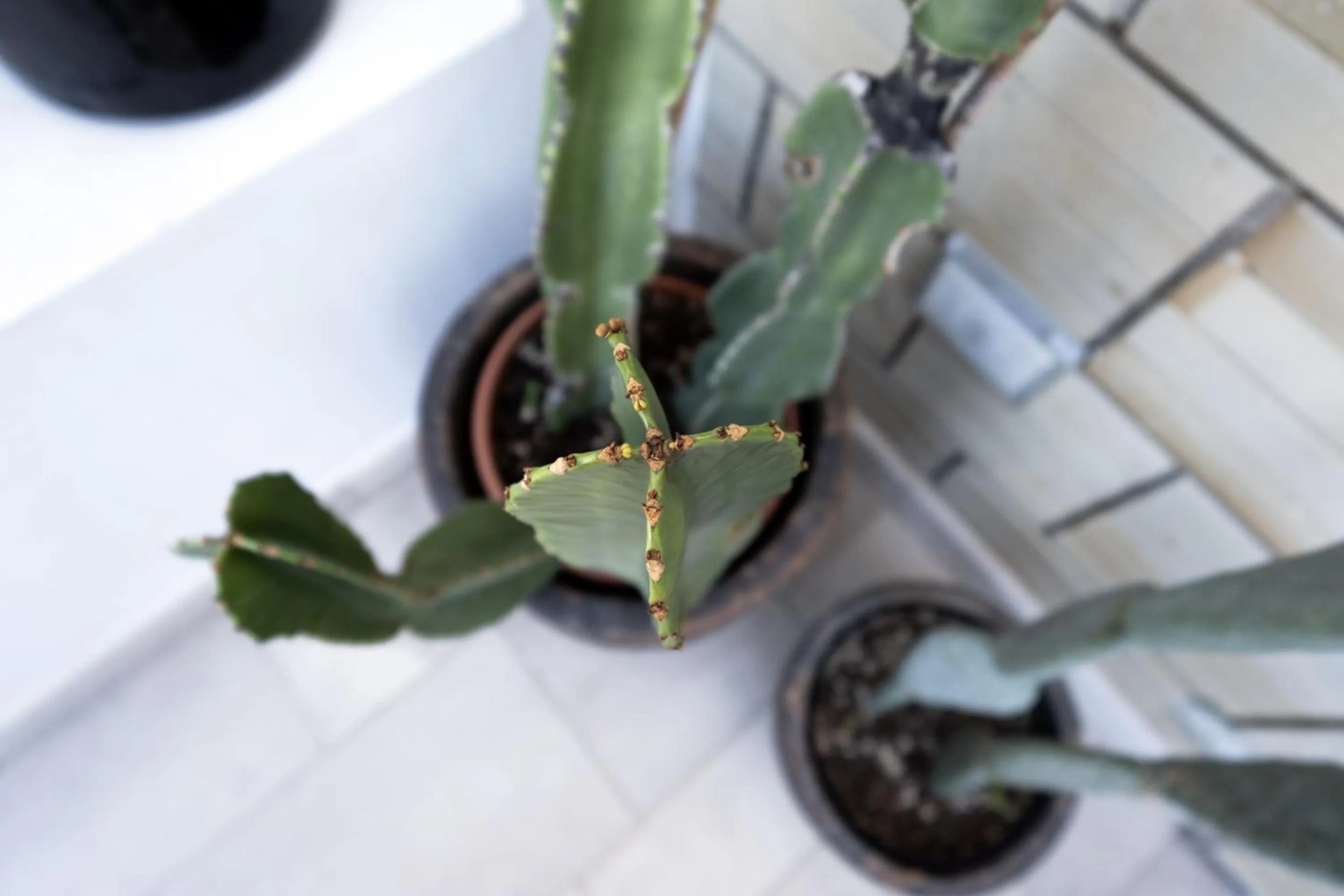 Patio in Abalto Suites & Rooms