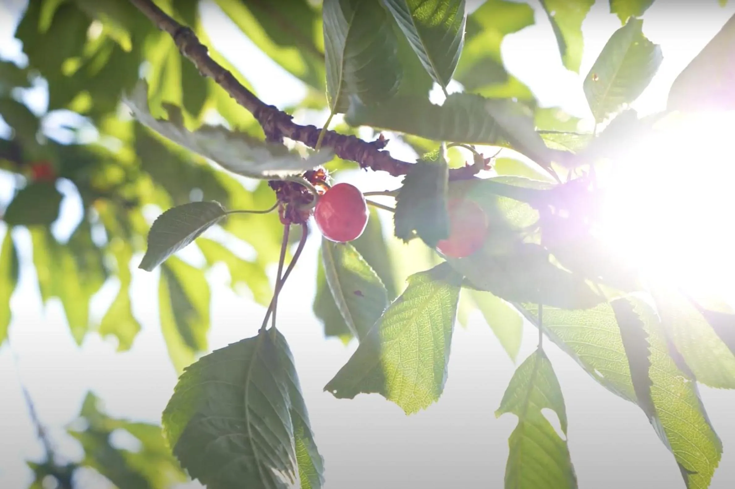 Spring in La Houache Chambres d'Hôtes