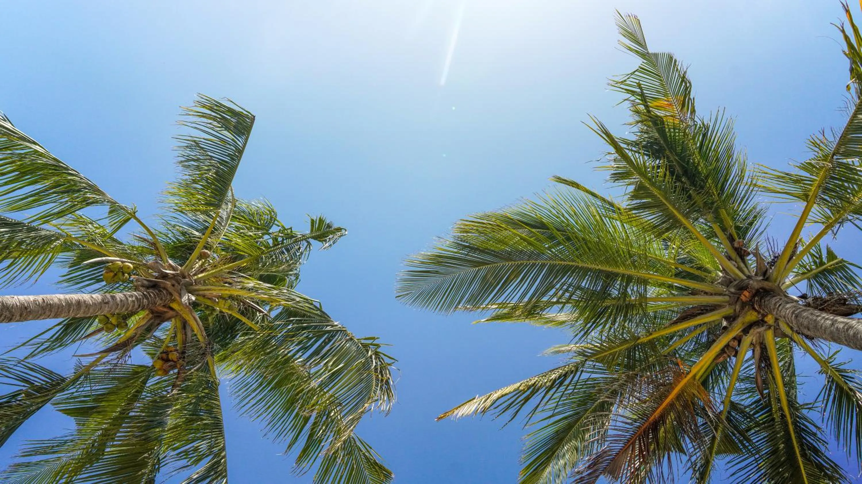 The Mida Creek Hotel