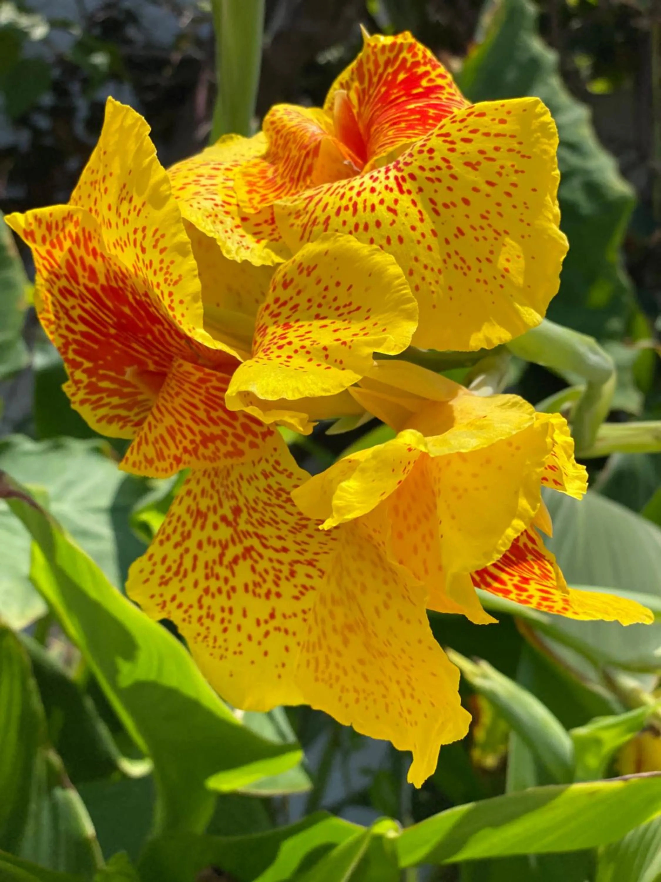 Garden in Beachfront Paradise Boutique Hotel
