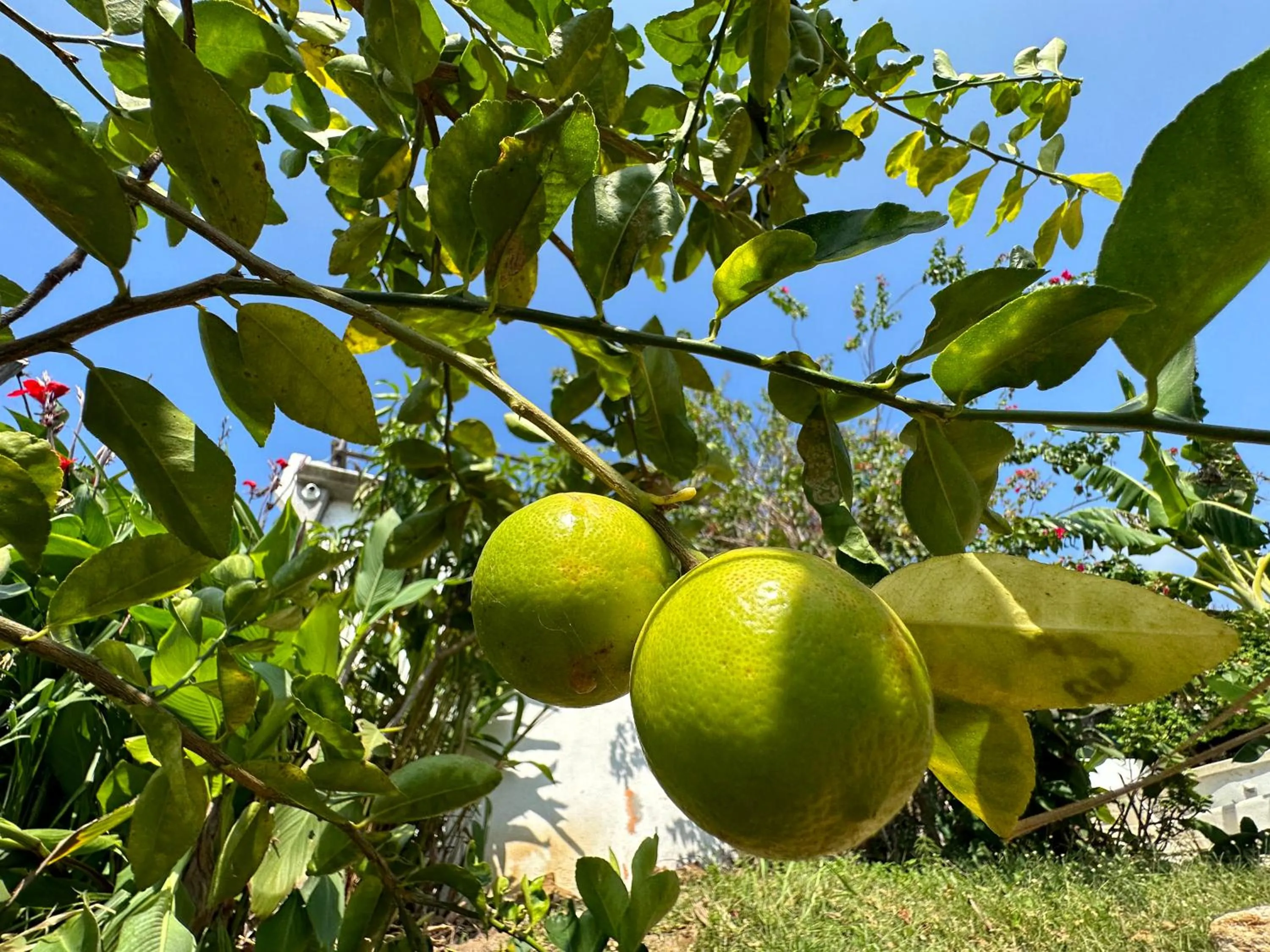 Garden in Beachfront Paradise Boutique Hotel