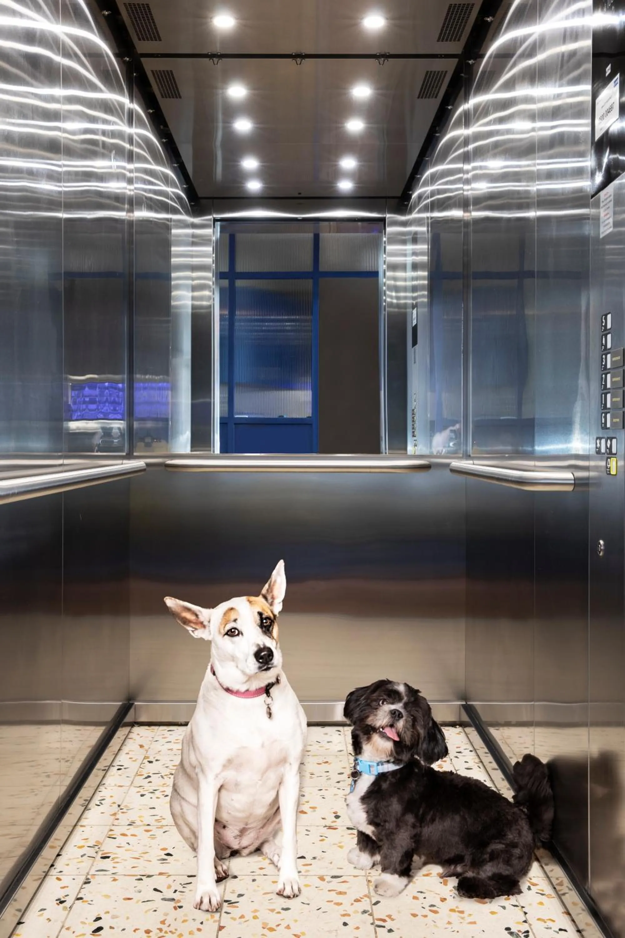 Pets in Home Suite Hotels Sea Point