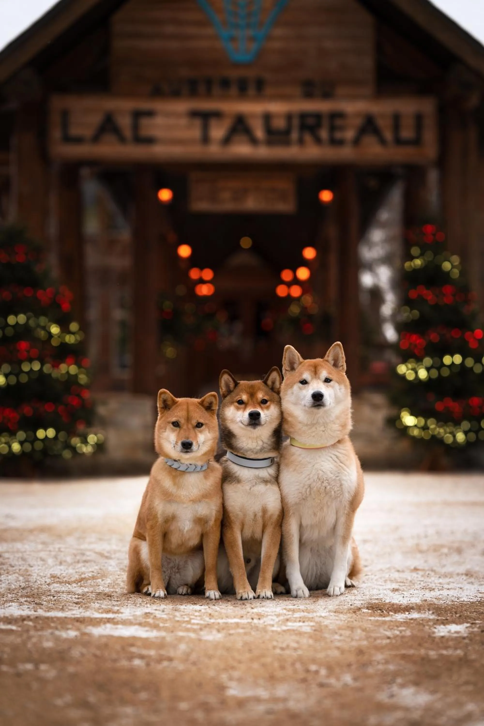 Pets in Auberge du Lac Taureau et Condos