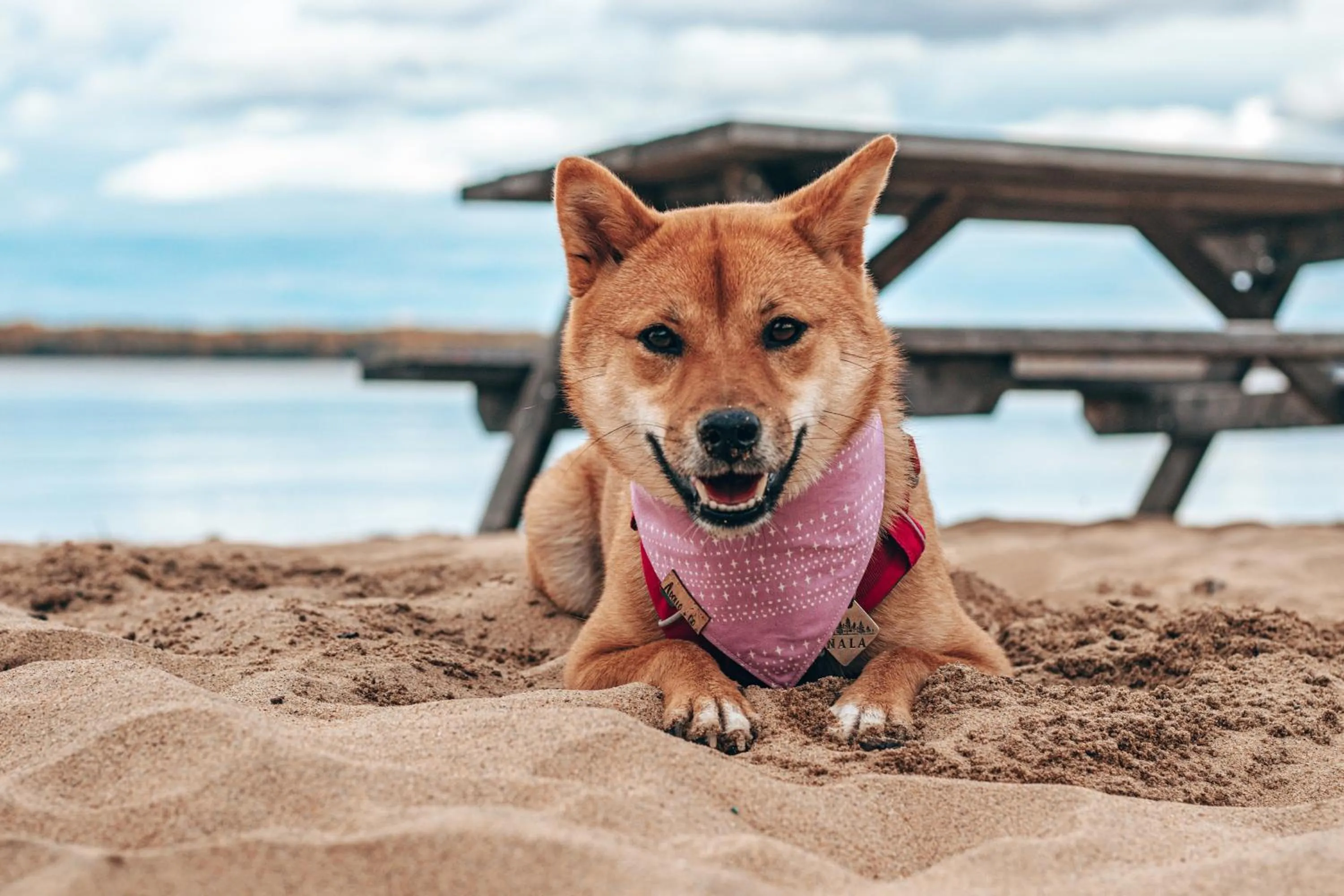 Pets in Auberge du Lac Taureau et Condos