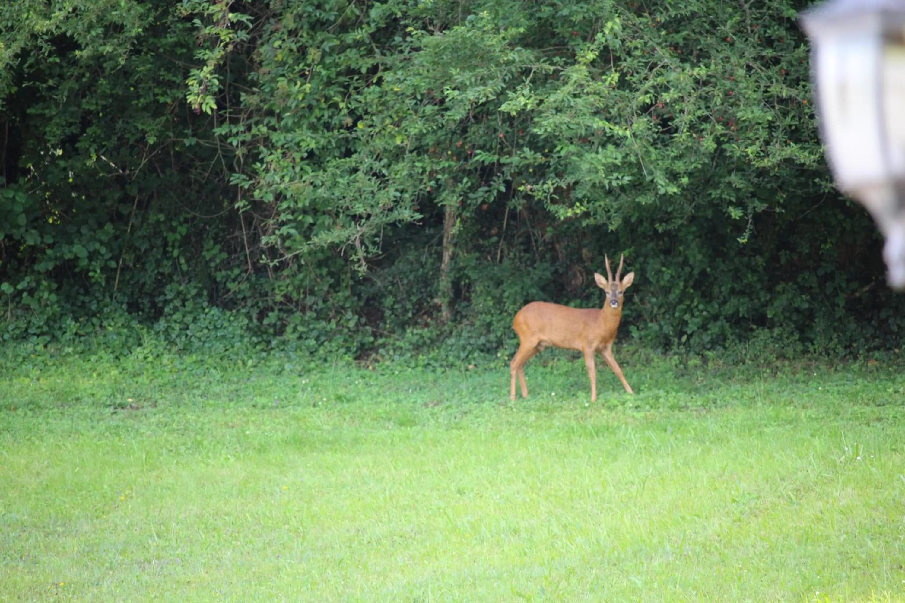 Garden in La Maison Thimadaise