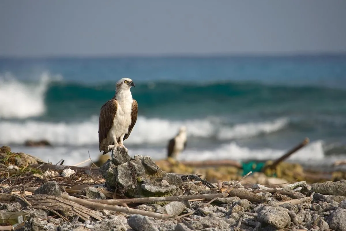 Animals in Pelican Beach Resort South Water Caye