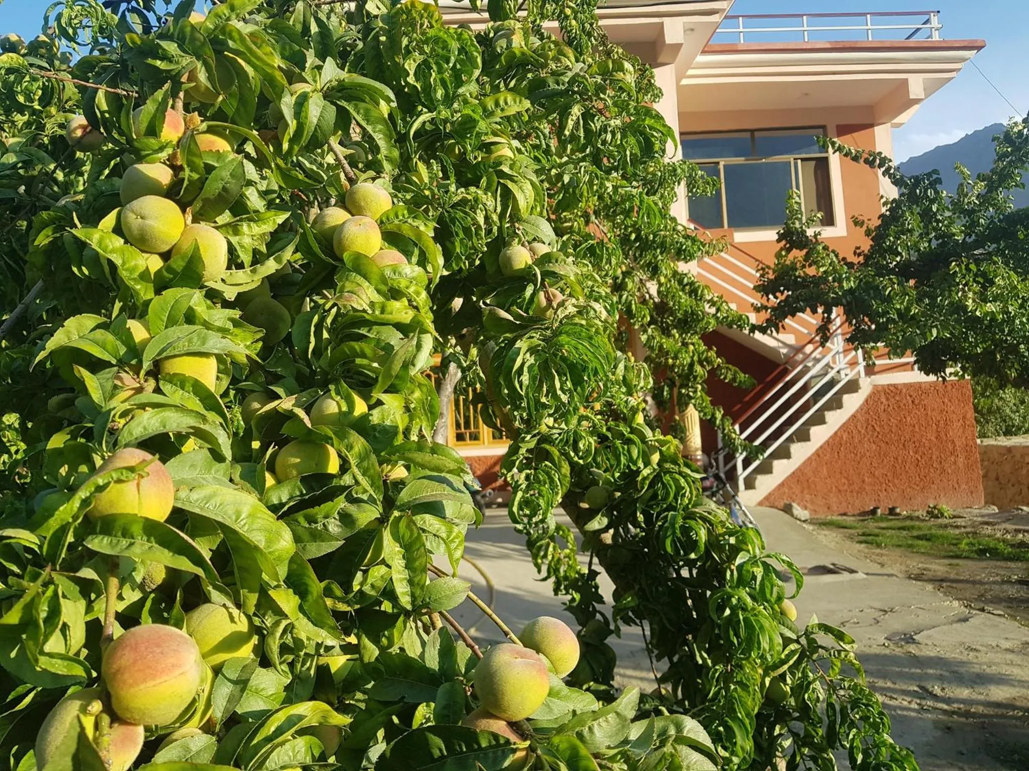 MasakAli Family Guest House