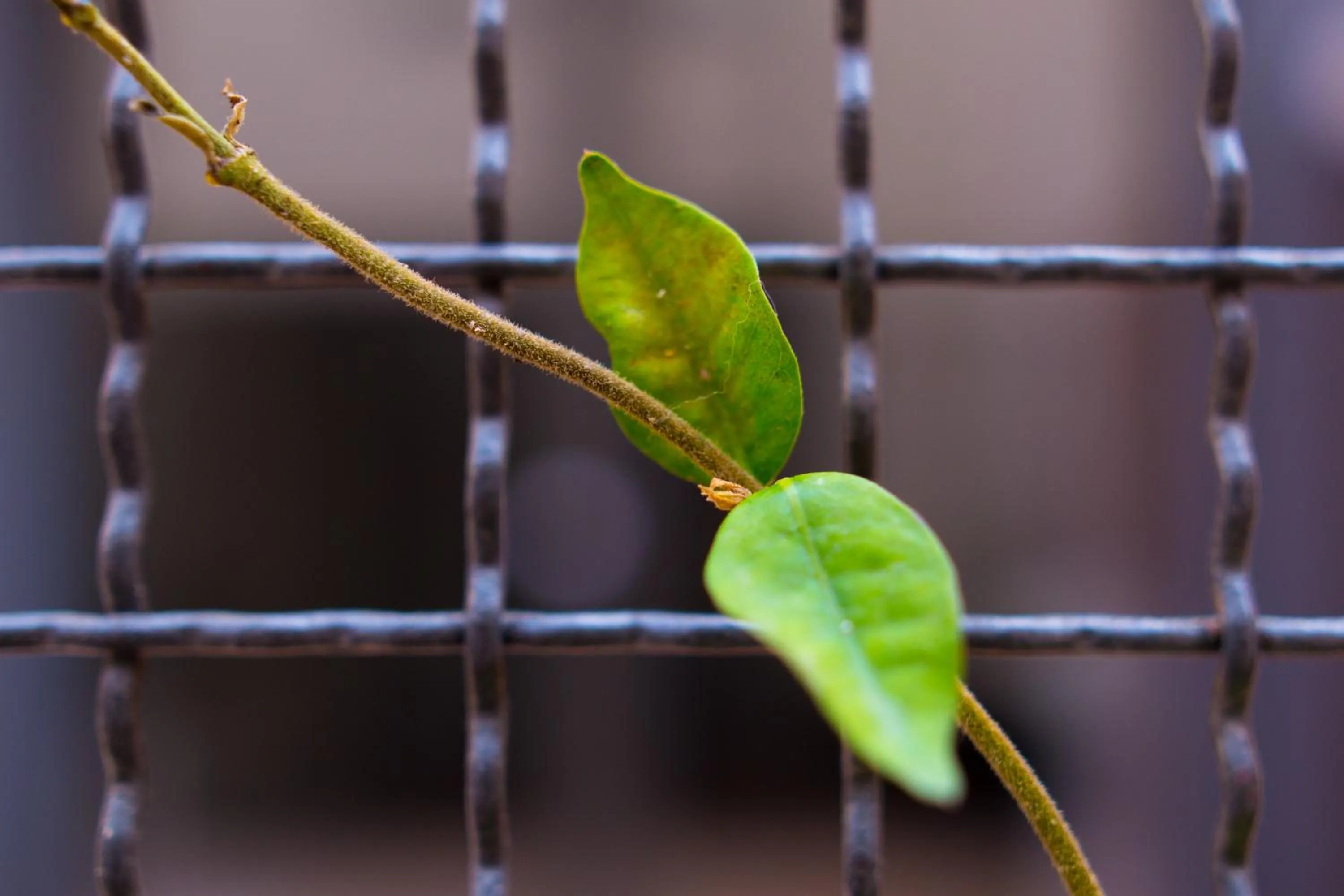Decorative detail in Hotel Orangine