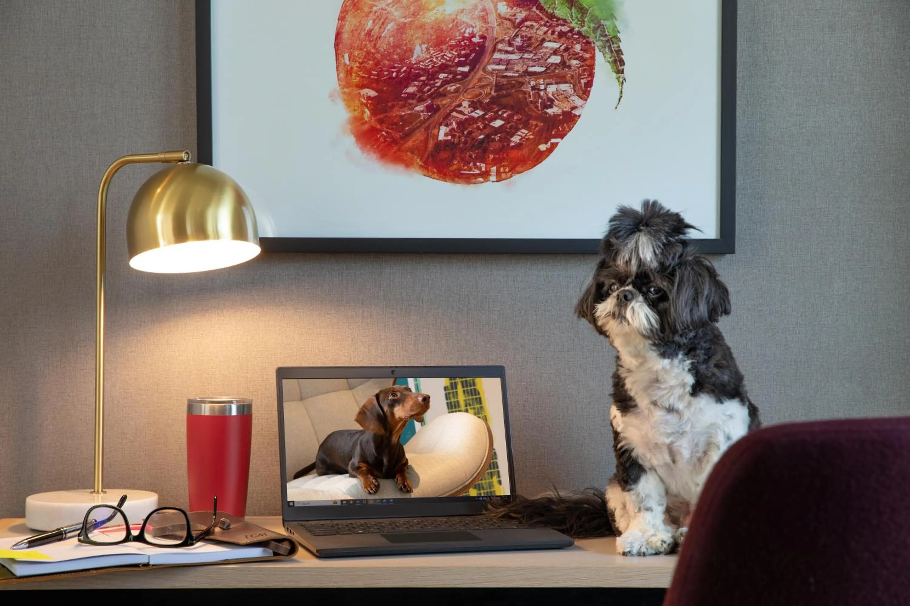 Pets in The Watermark Hotel