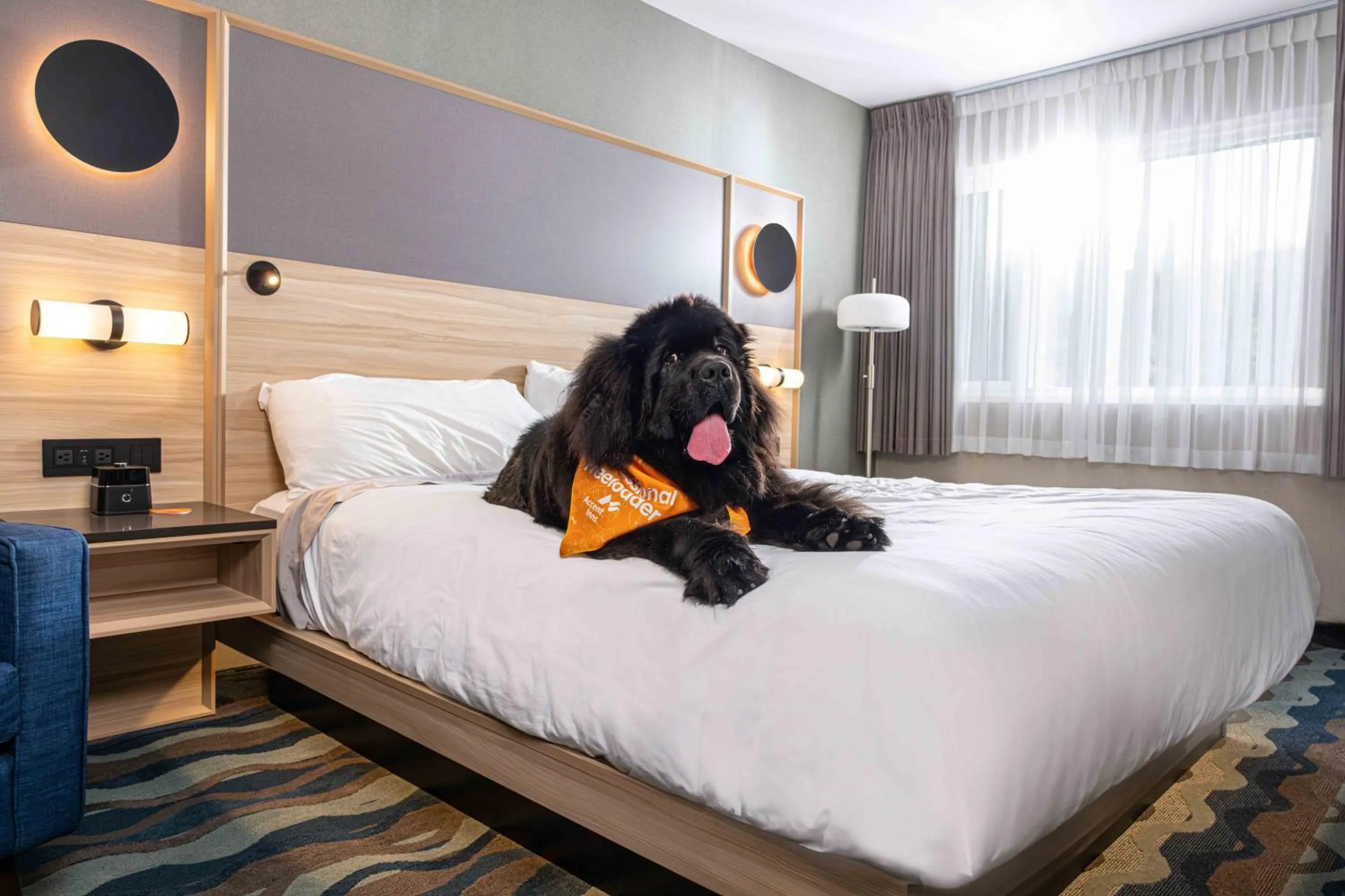 Pets, Bed in Accent Inns Vancouver Airport