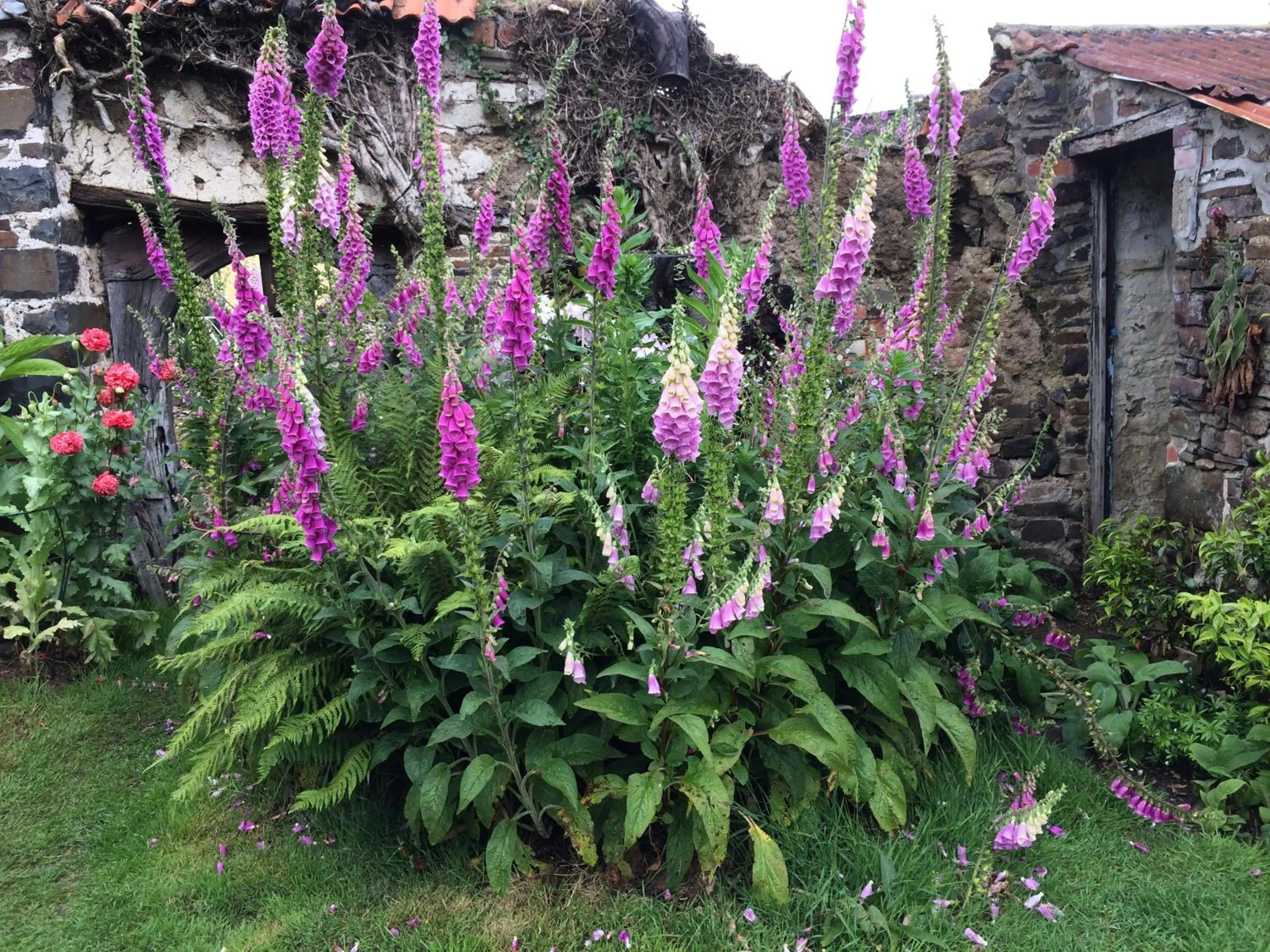 Garden in Frizenham Farmhouse