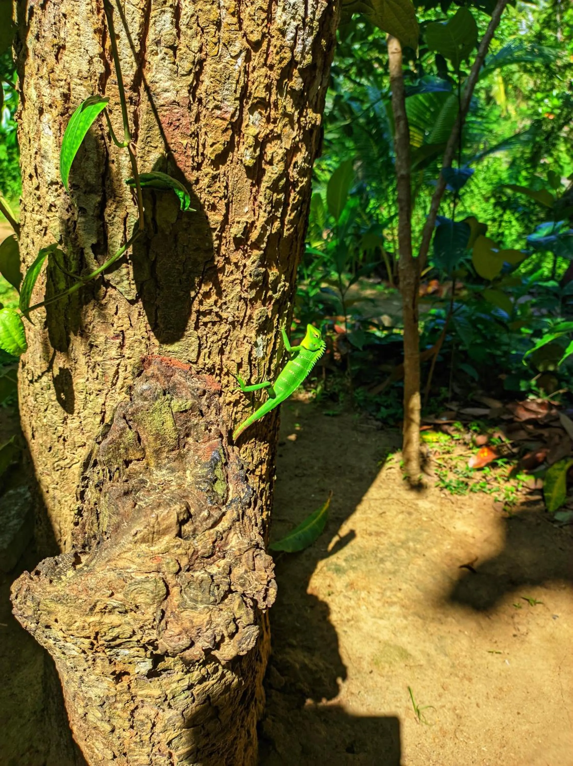 Animals in Schatzi's Hideaway