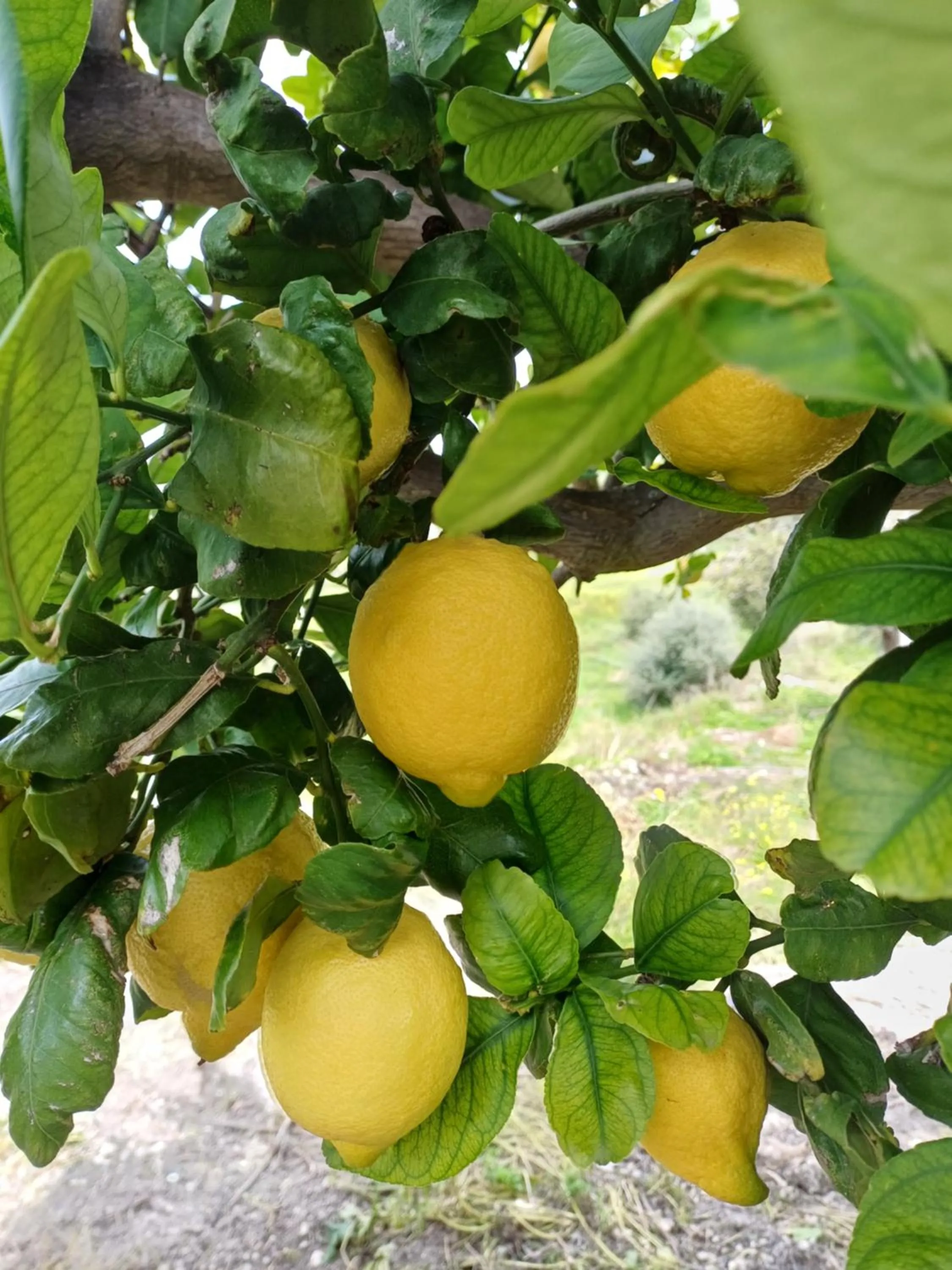 Food in Masseria Torre Saracena