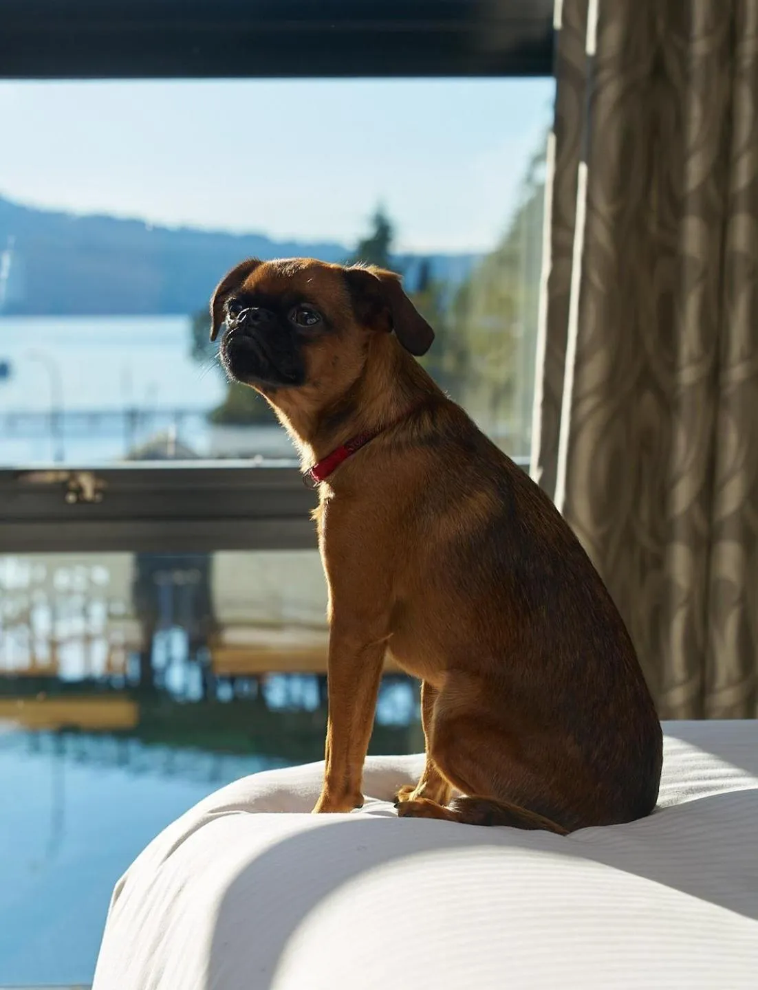 Pets in Brentwood Bay Resort & Spa