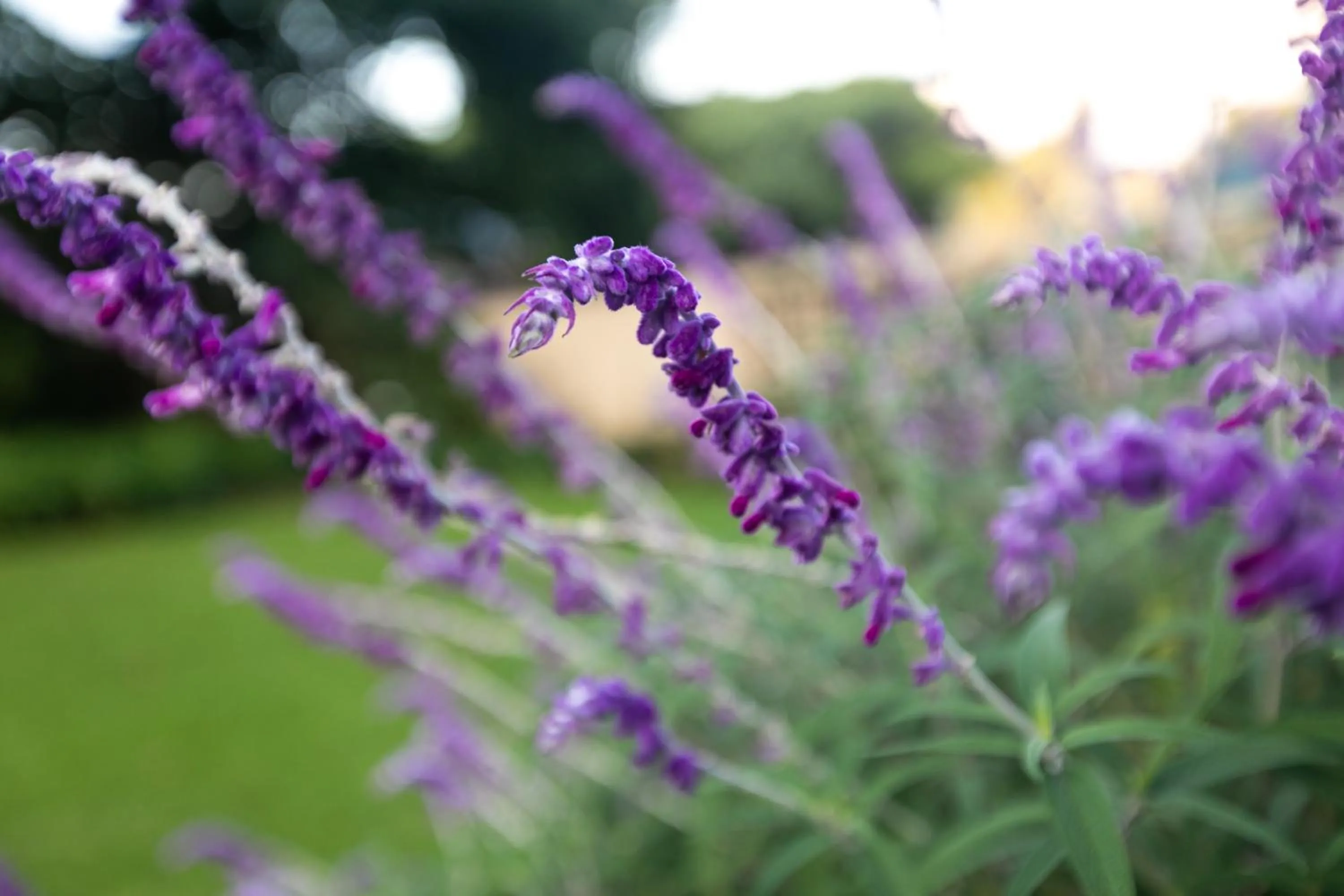 Garden in Emmarentia Guest House