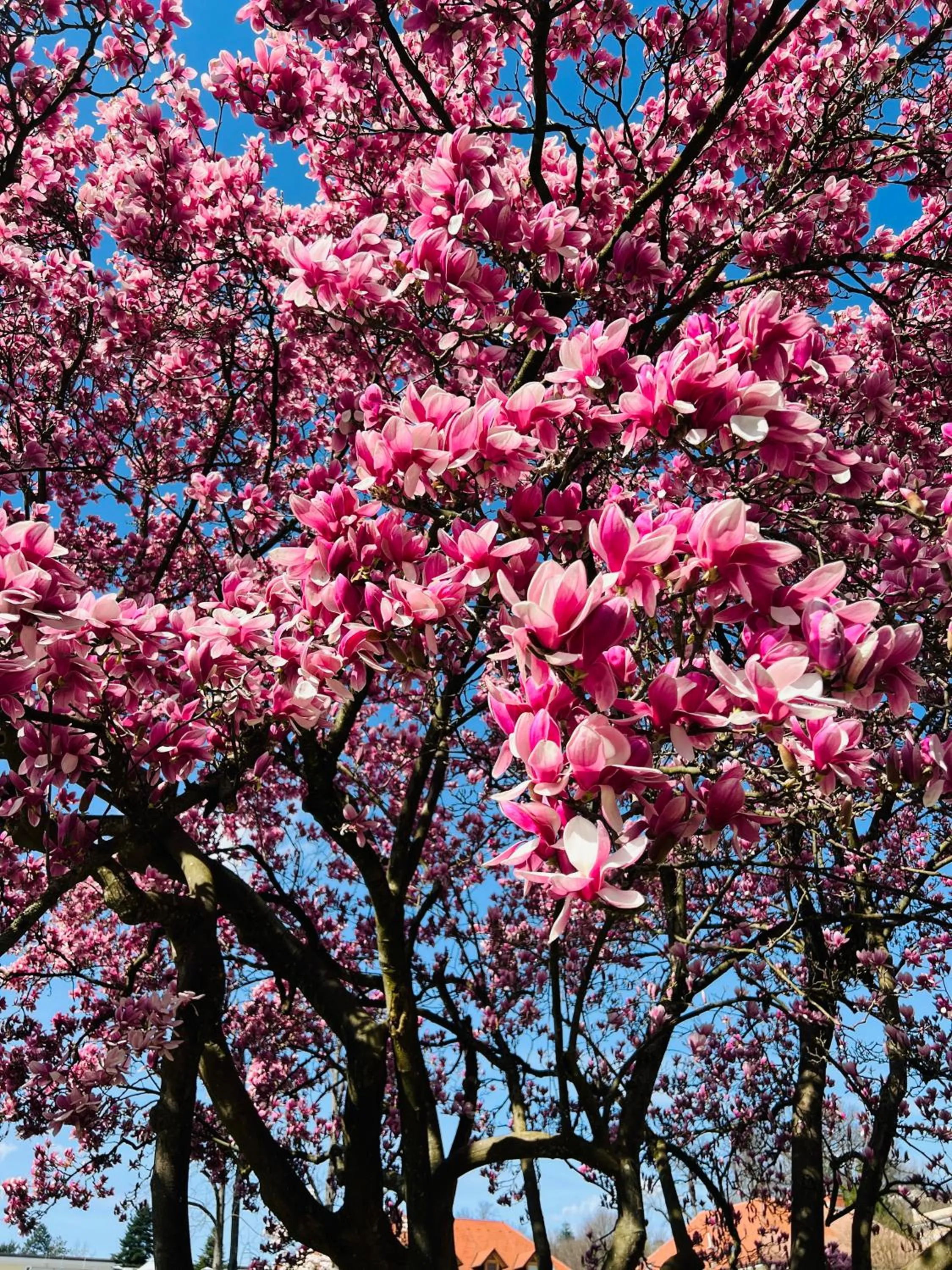 Spring in Villa Tatjana