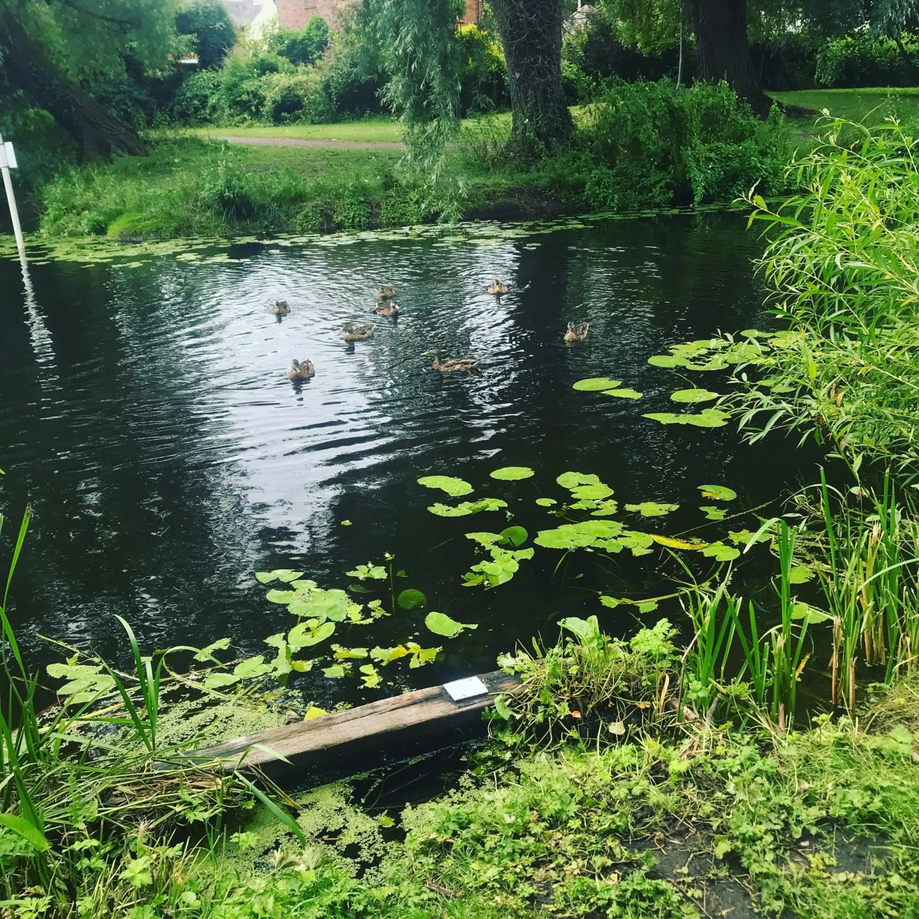 The Swan Inn Newport