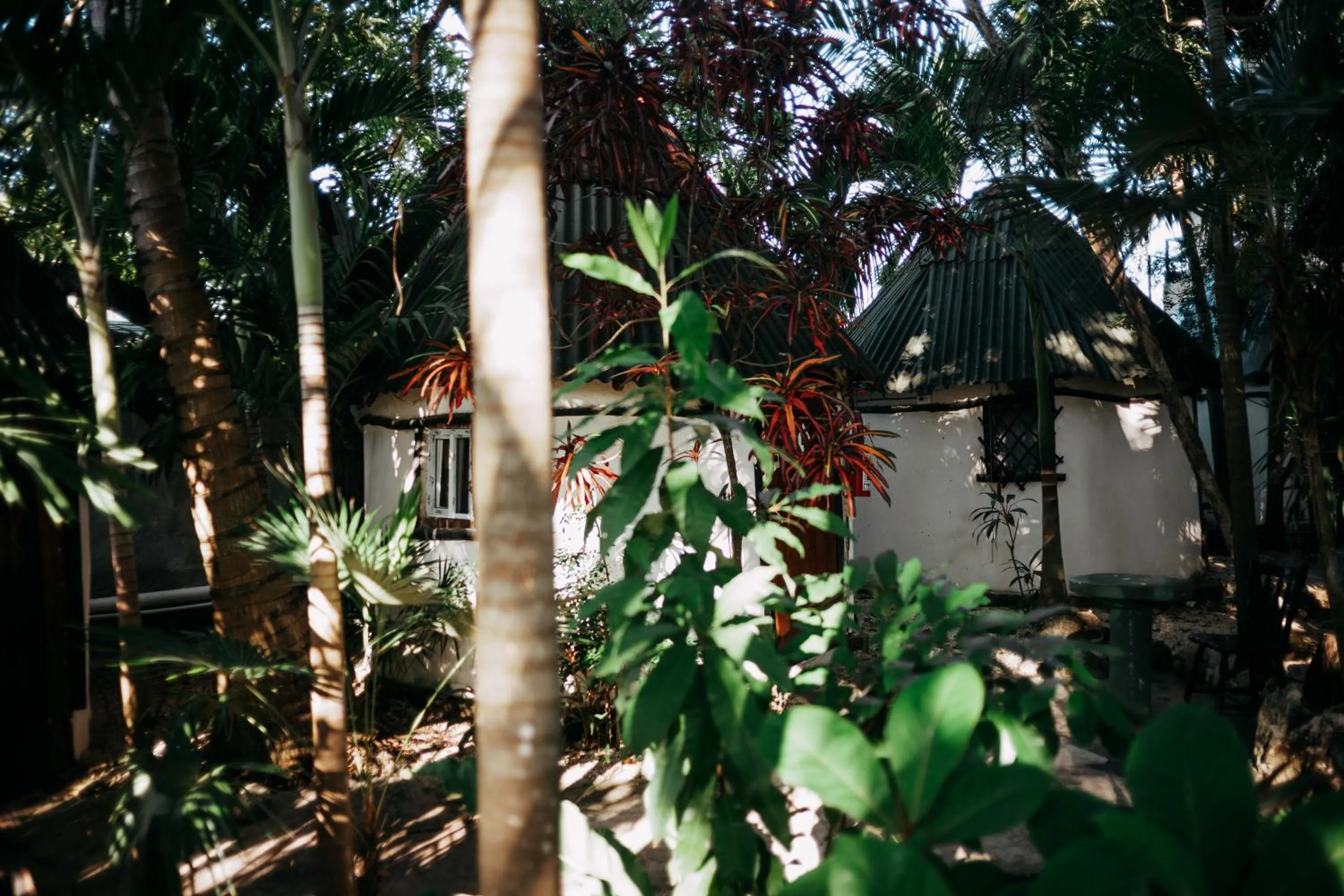 Garden view in Hostel Oryx Tulum