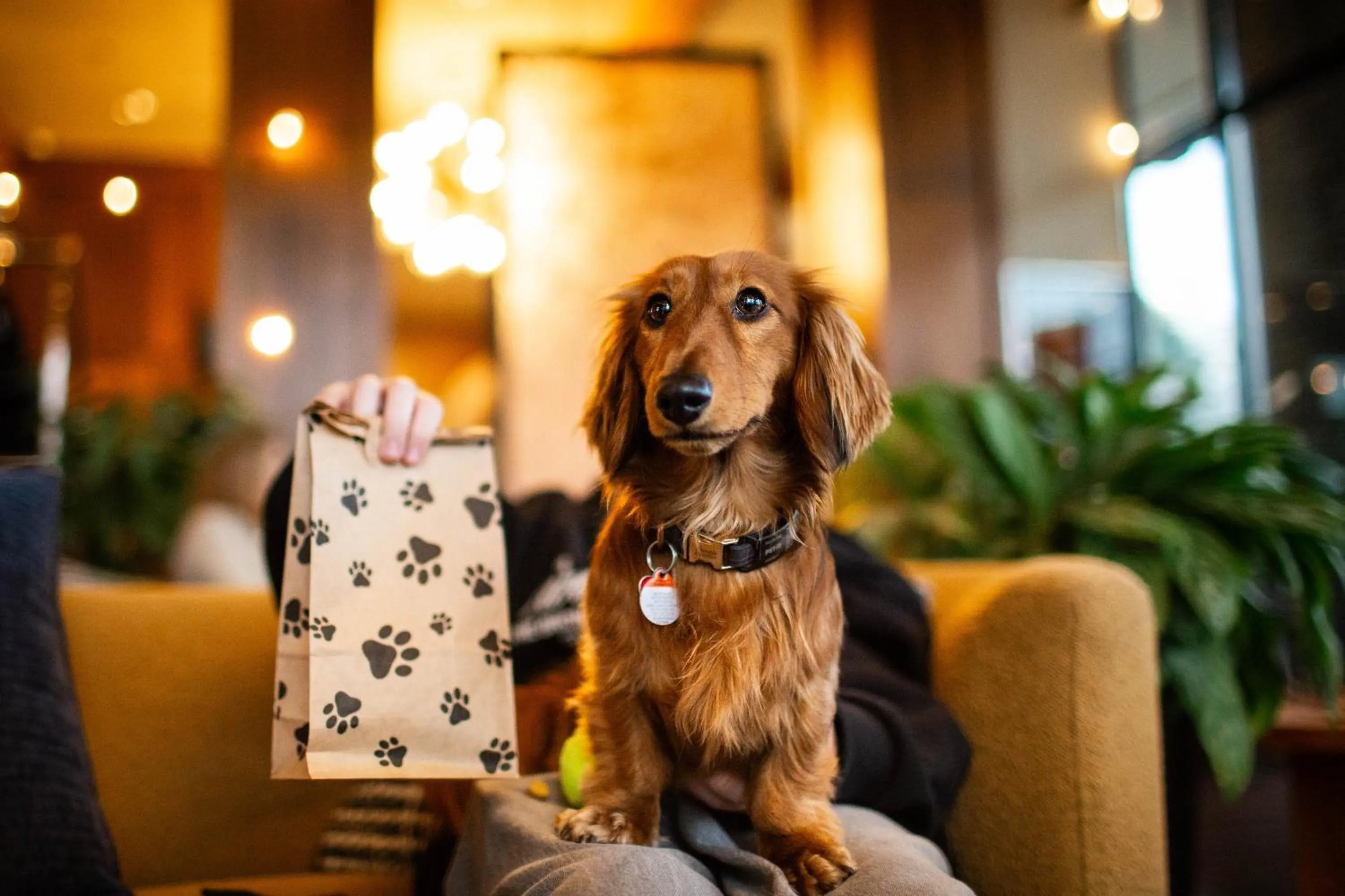 Pets in Oswego Hotel