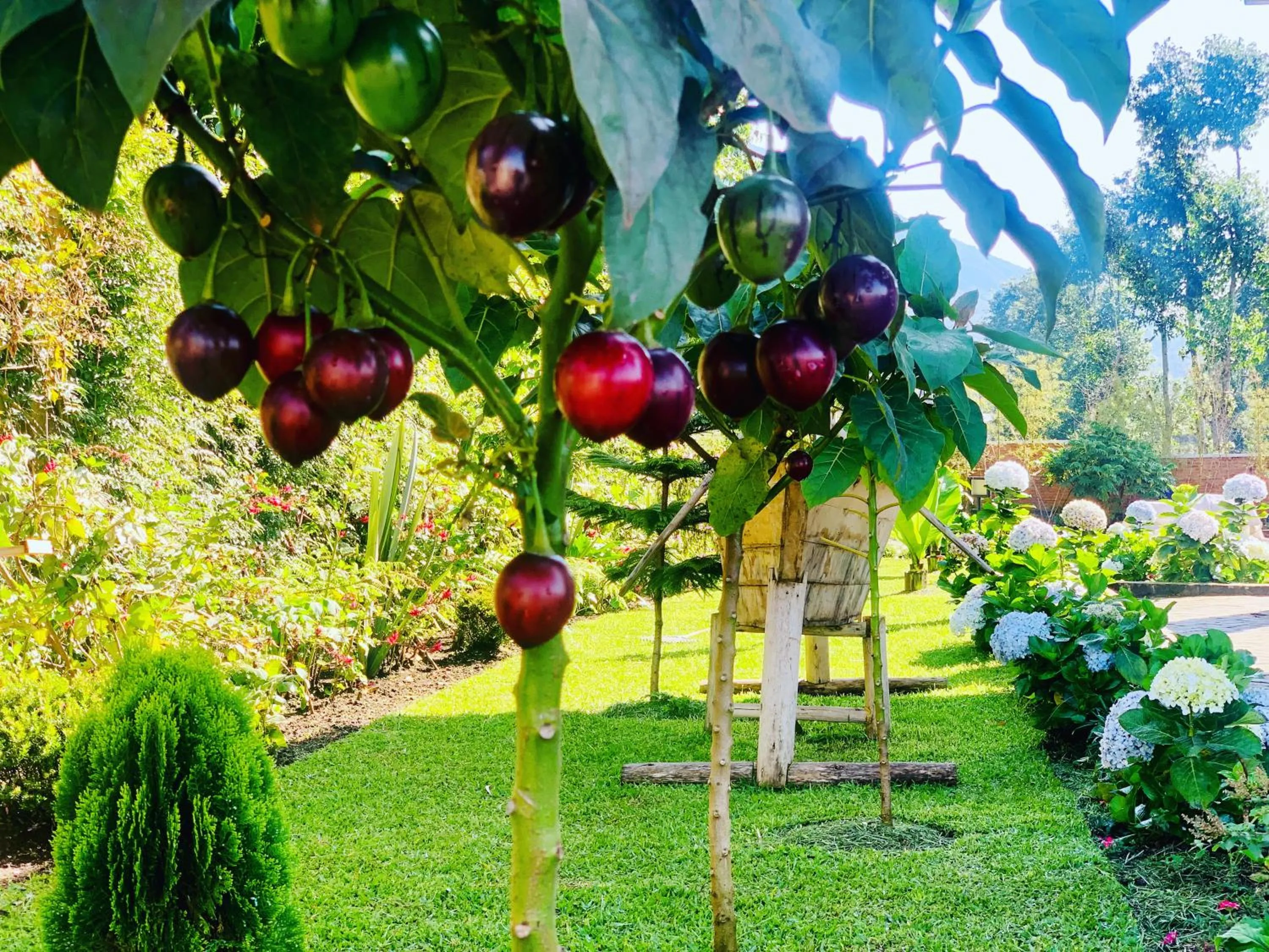 Virunga Inn Resort & Spa