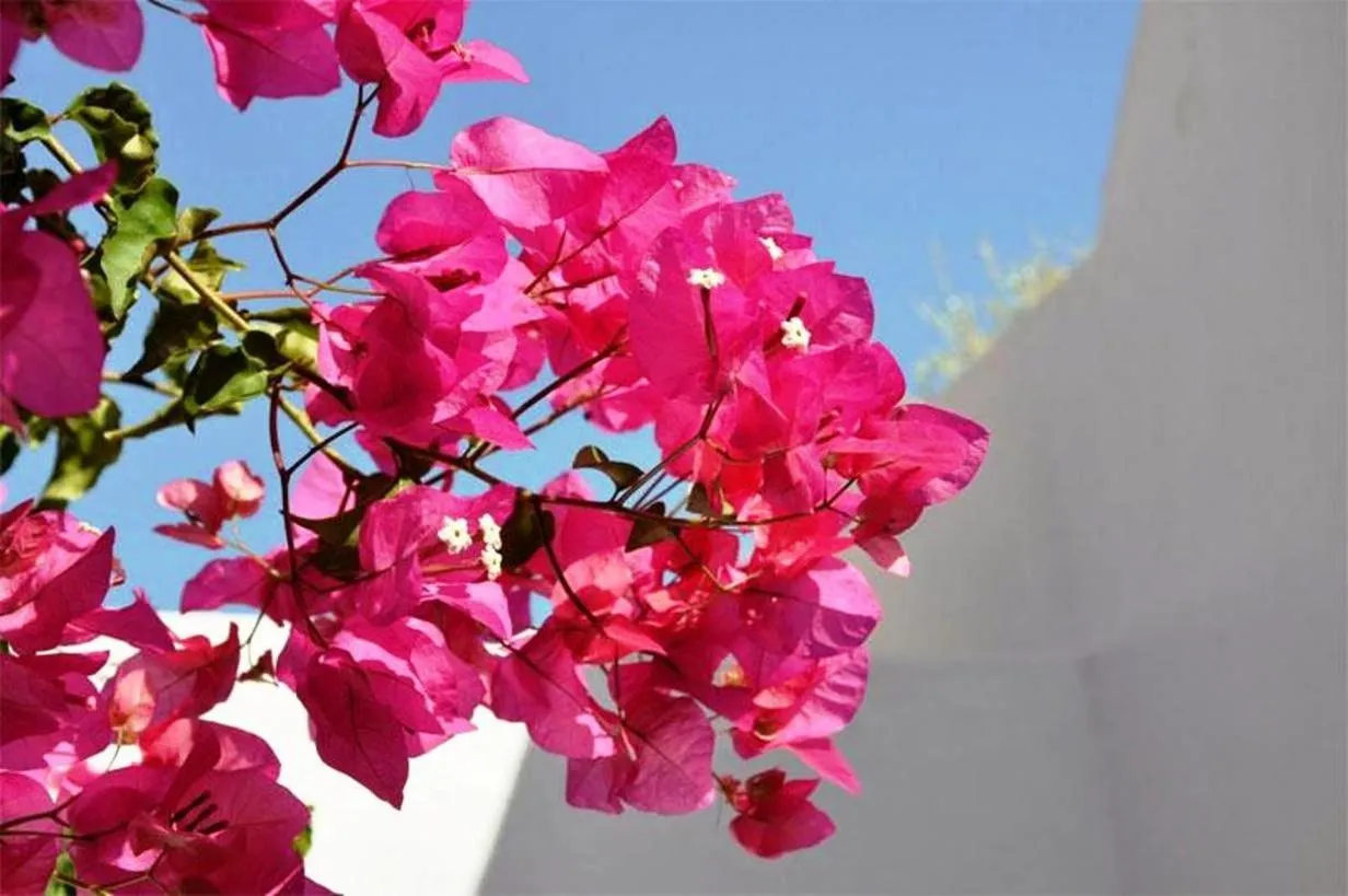 Sea paradise villas - Seaside & private jacuzzi