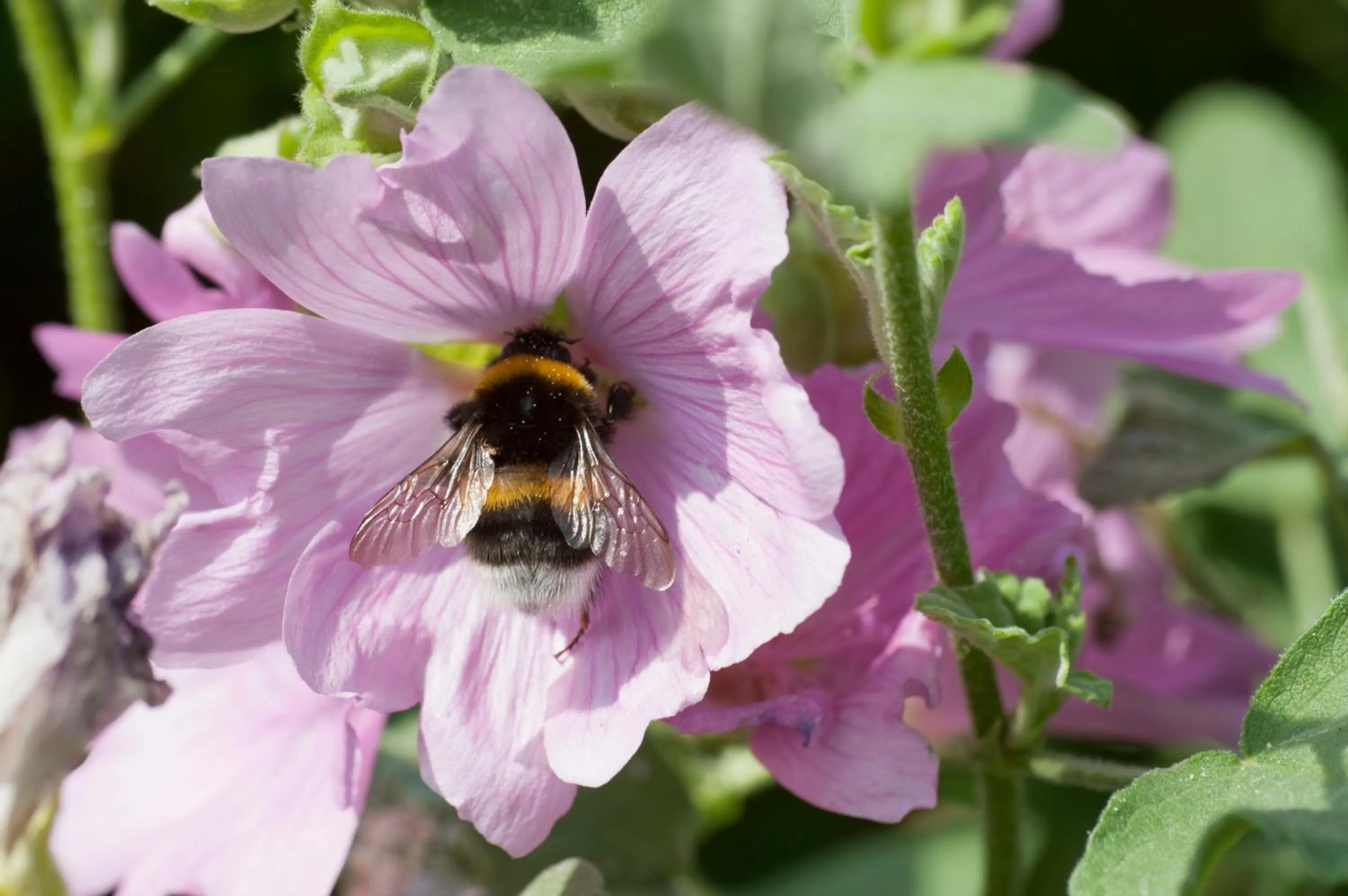 Garden in Wellintown Guest House