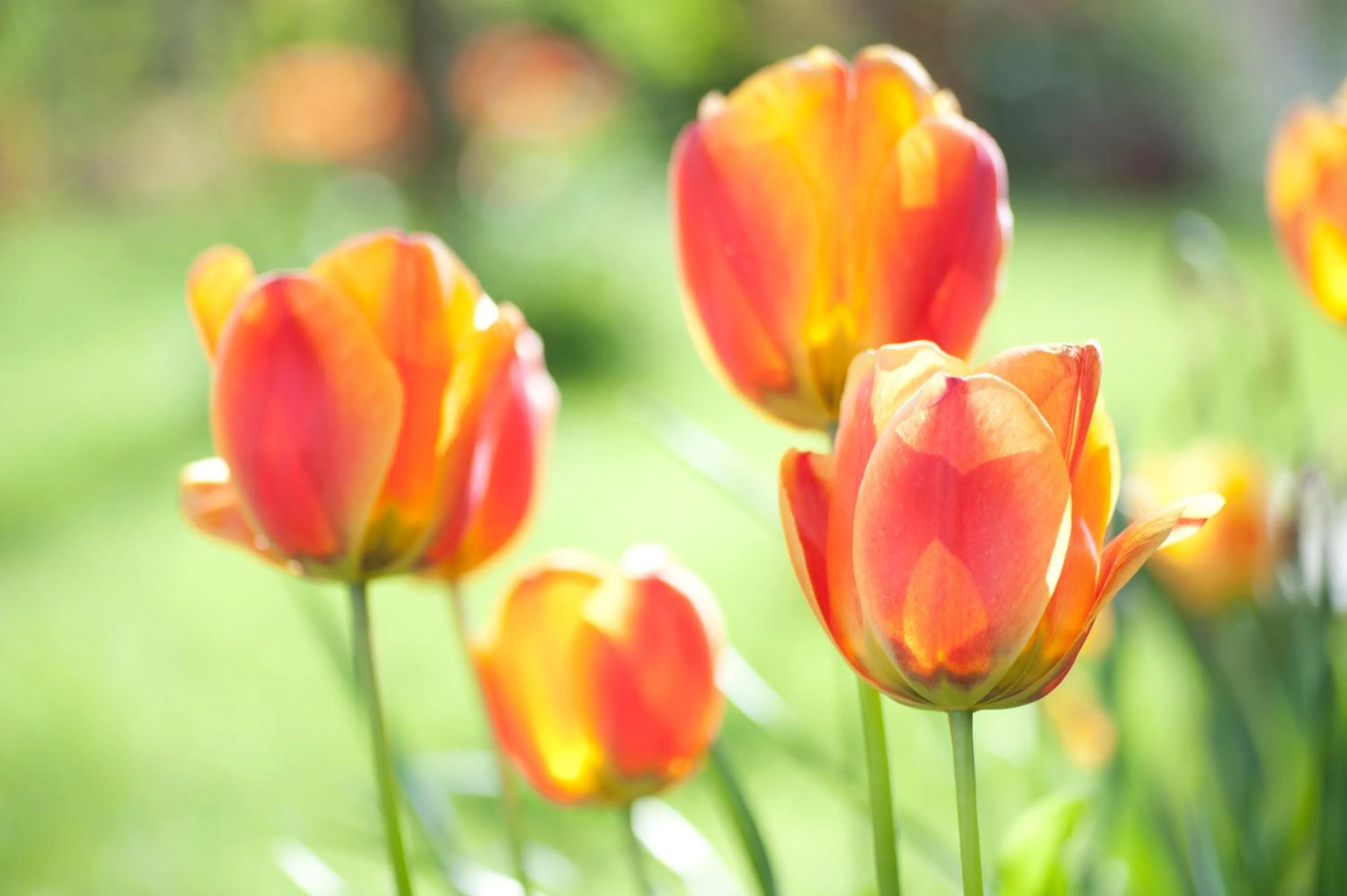 Garden in Wellintown Guest House