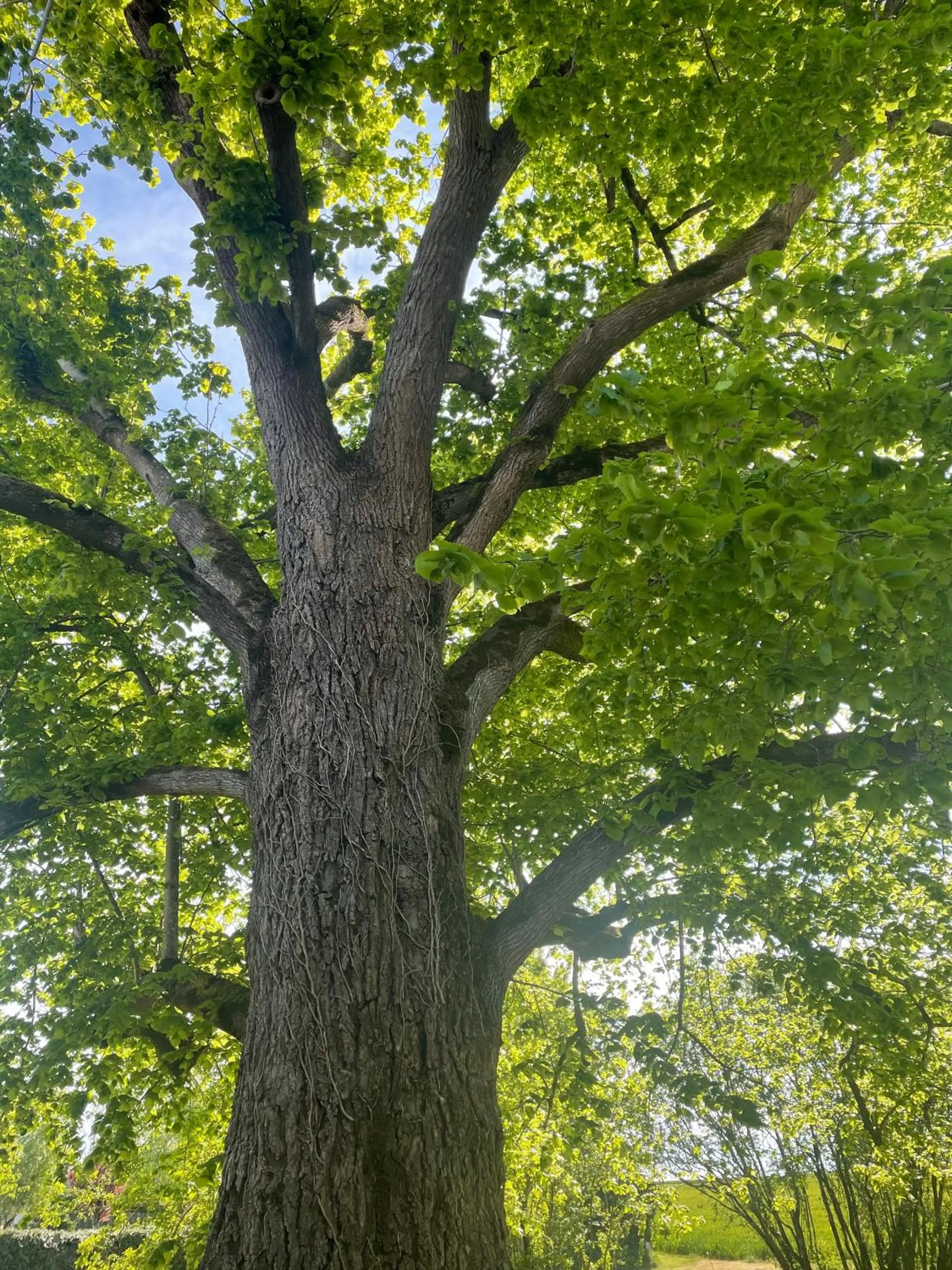 Le Maine N 5 - FLÉAC ANGOULEME - Suite Harry Potter
