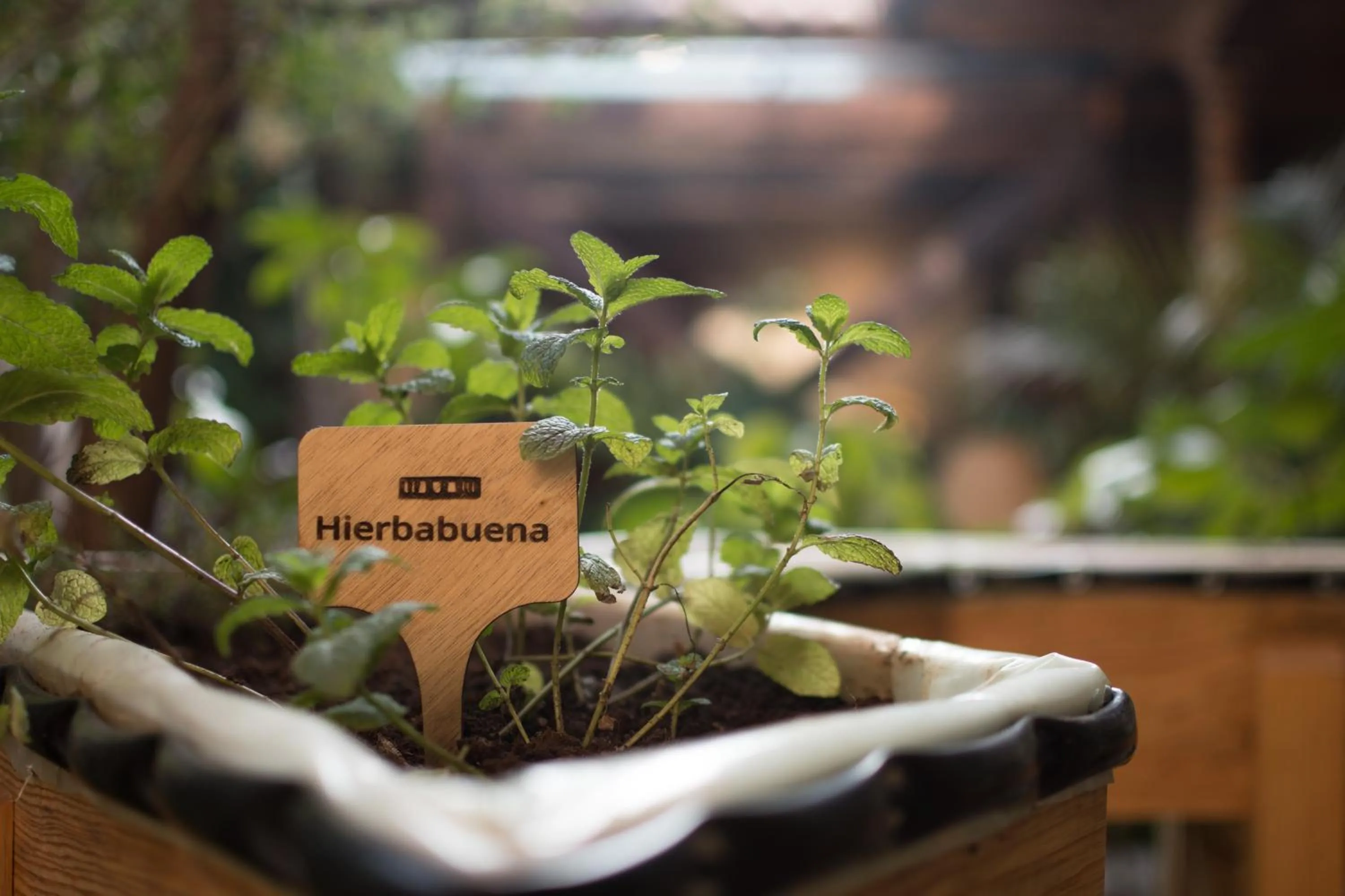 Garden in Taller de Juan - Casa Hotel