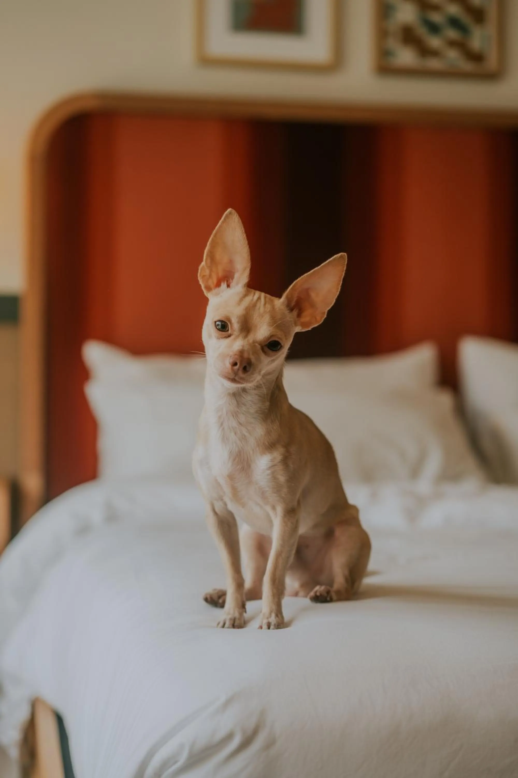 Bed in Royal Sun Palm Springs