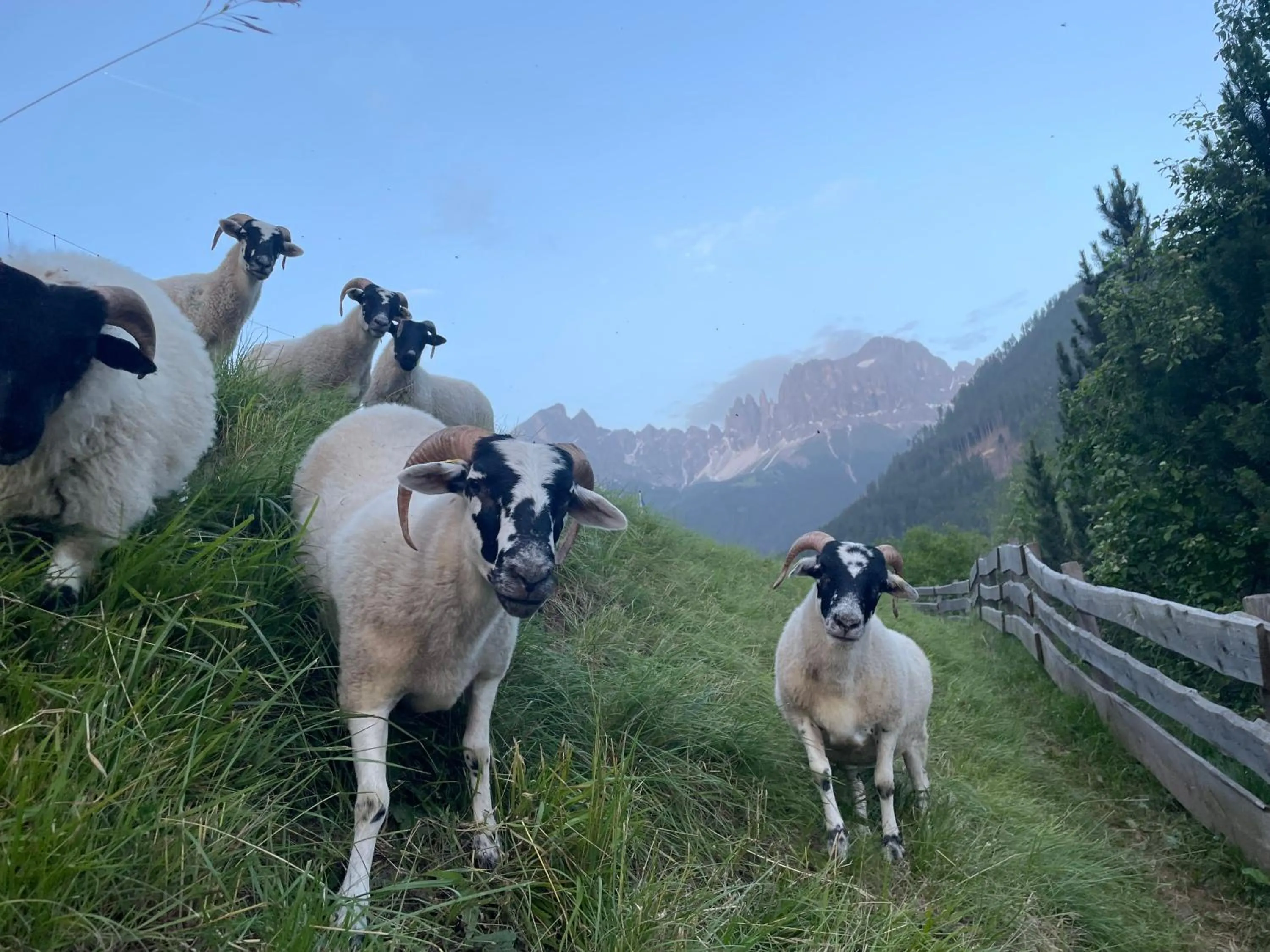 Animals in Veraltenhof Agriturismo B&B