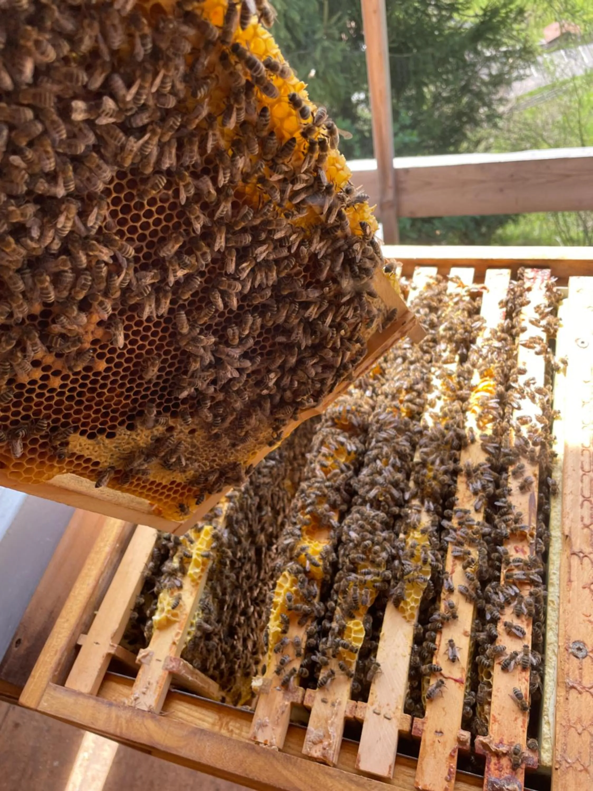 Animals in Veraltenhof Agriturismo B&B