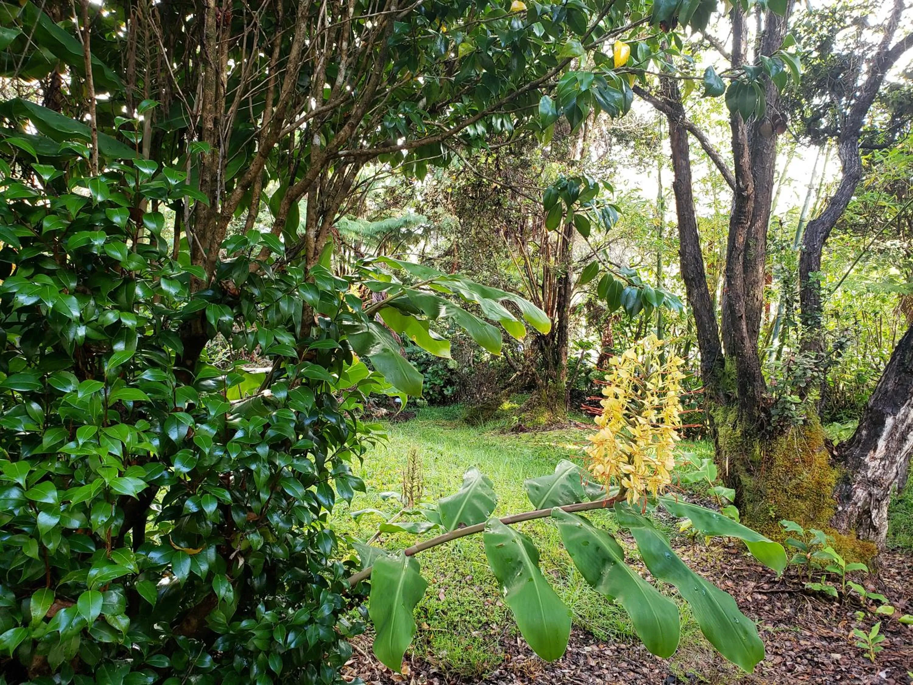 Garden view in Volcano Hale