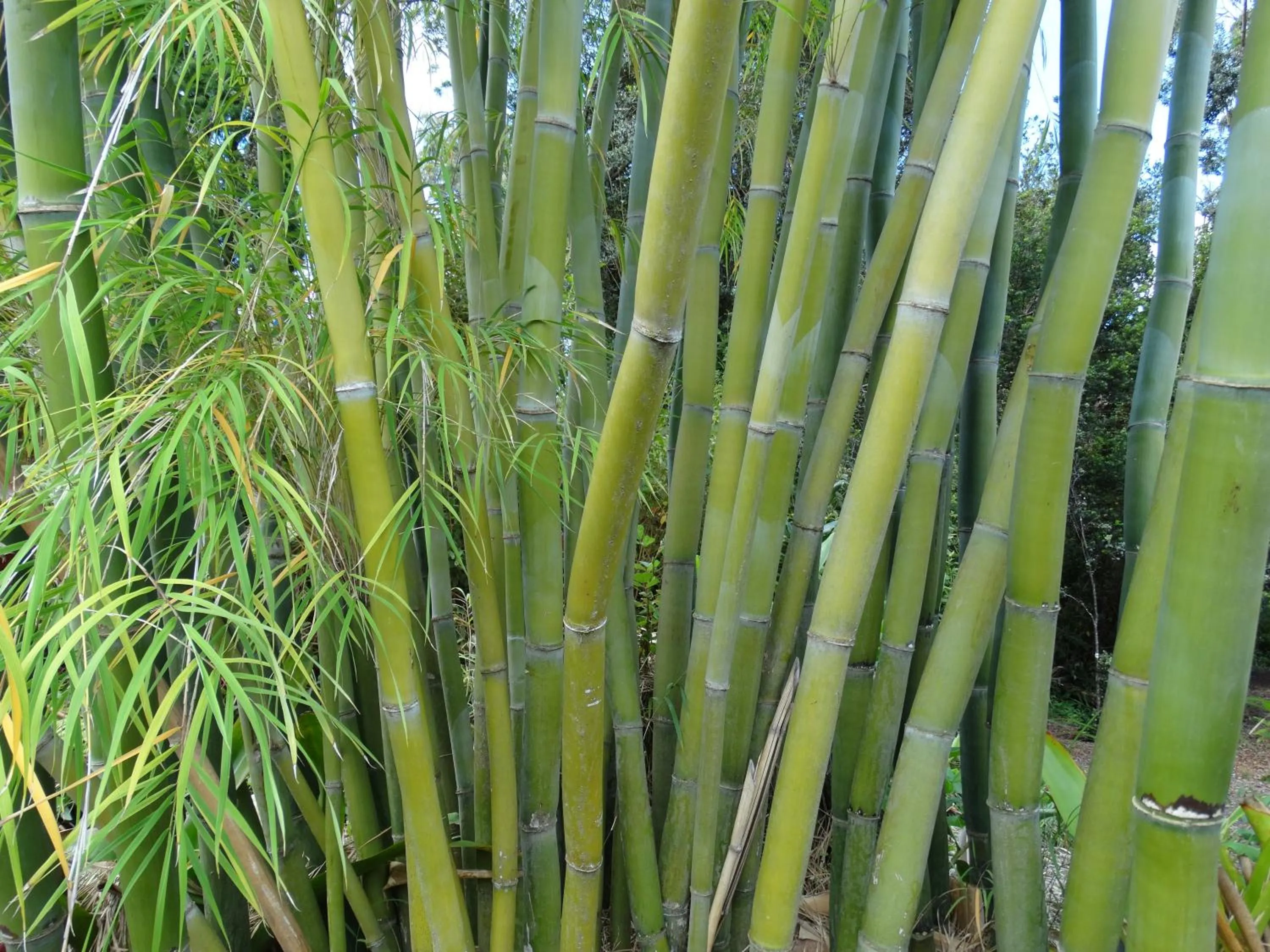 Garden in Volcano Hale