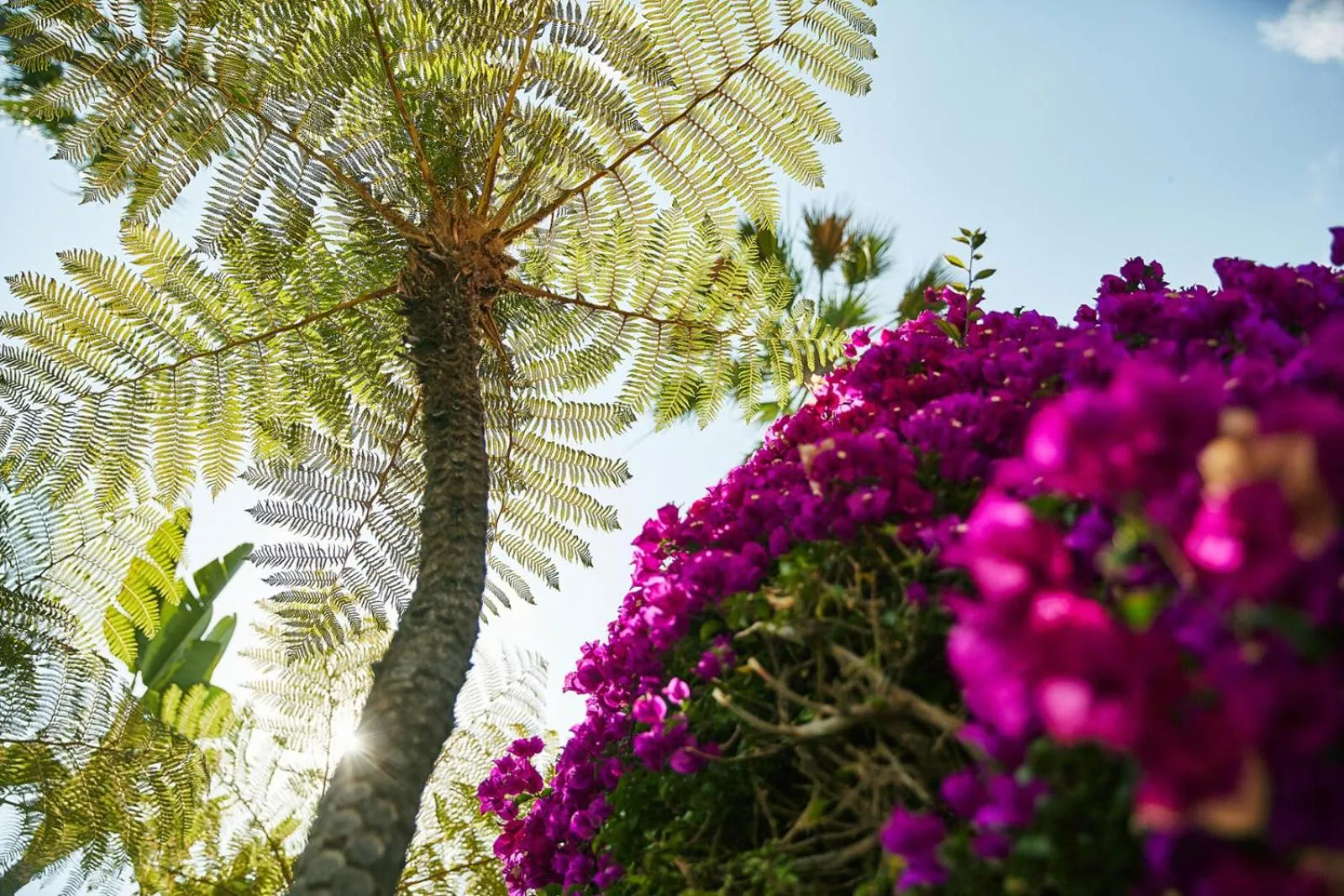 View (from property/room) in The Beverly Hills Hotel - Dorchester Collection