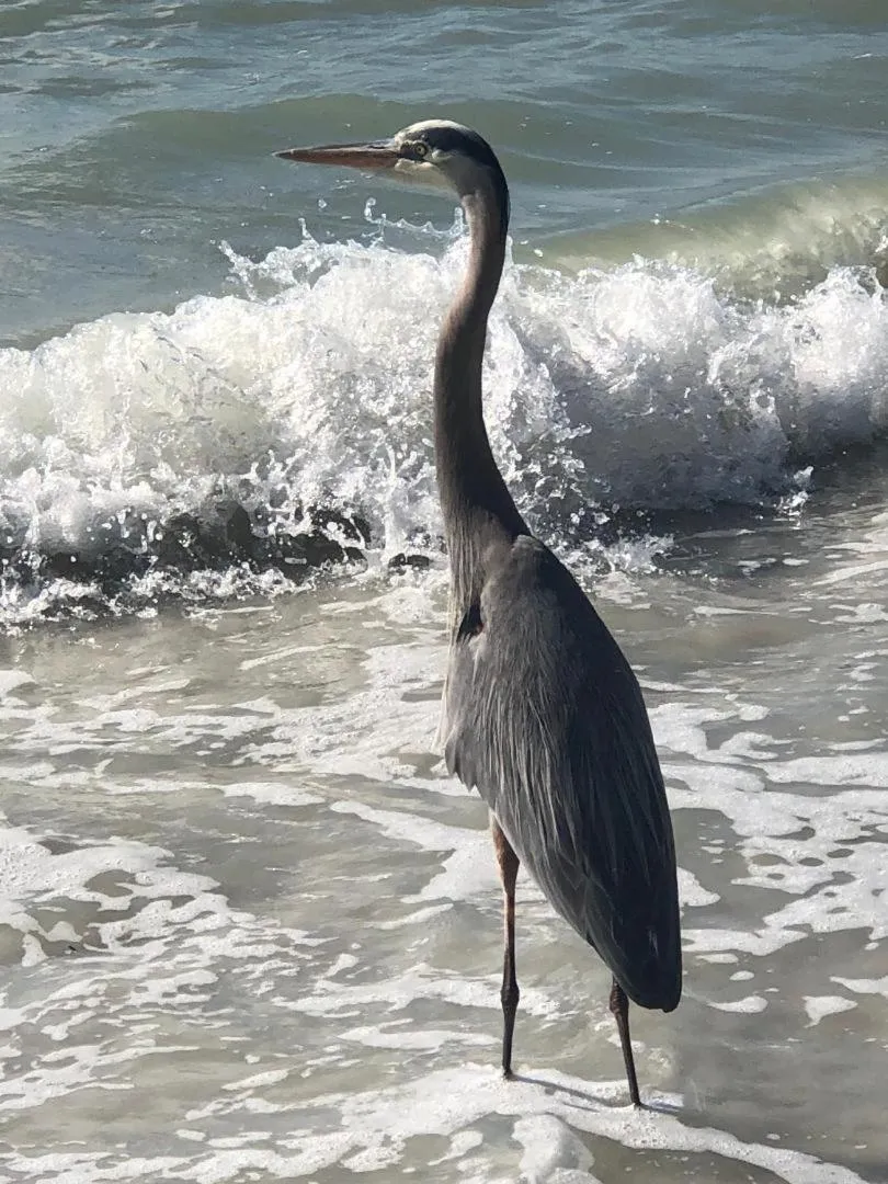 Animals in Welcome To The Paradise