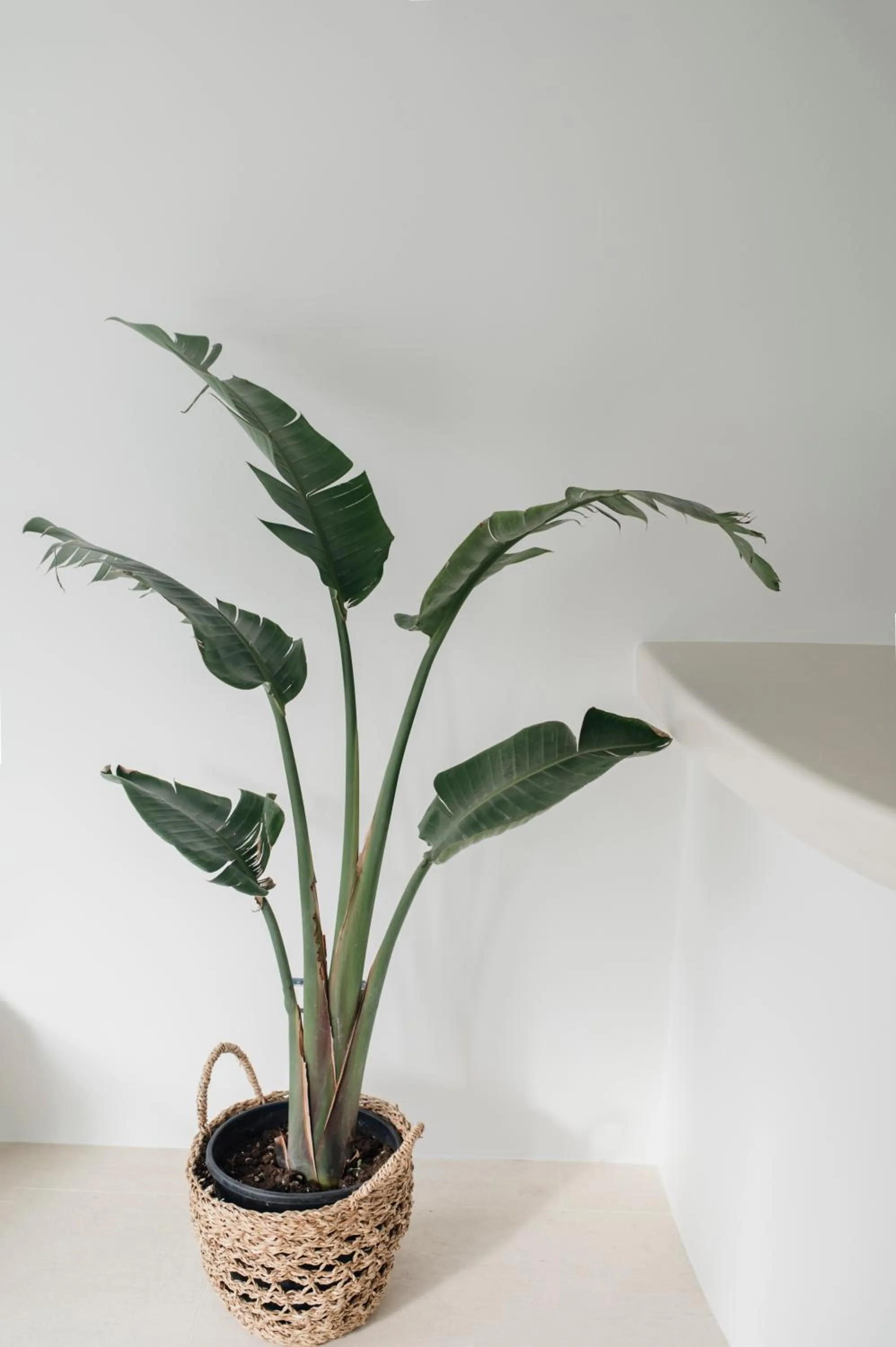 Mod Santorini Vegan Accommodation